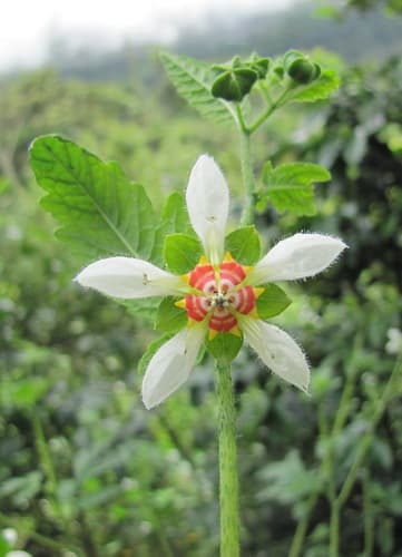 Nasa triphylla