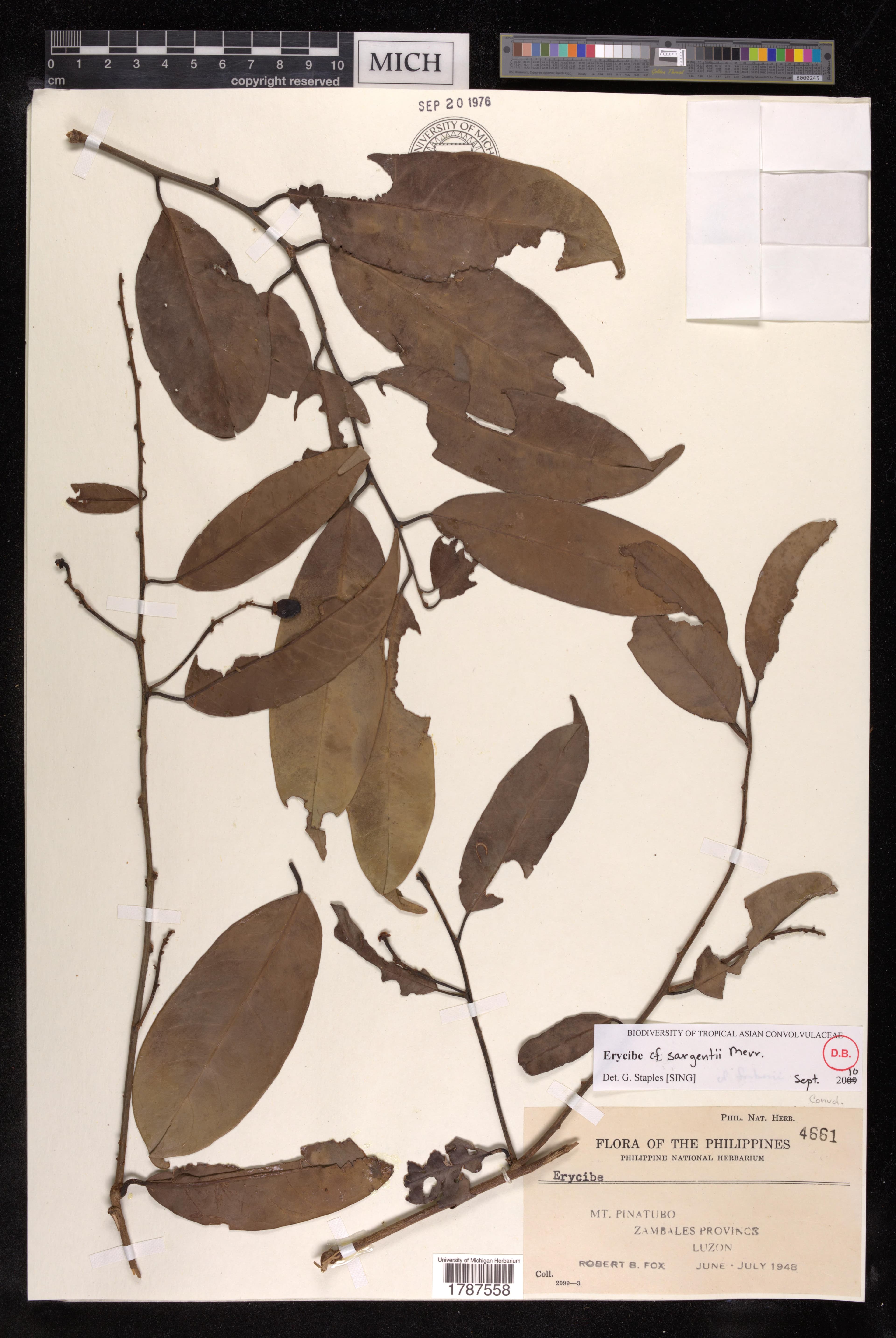 Erycibe sargentii