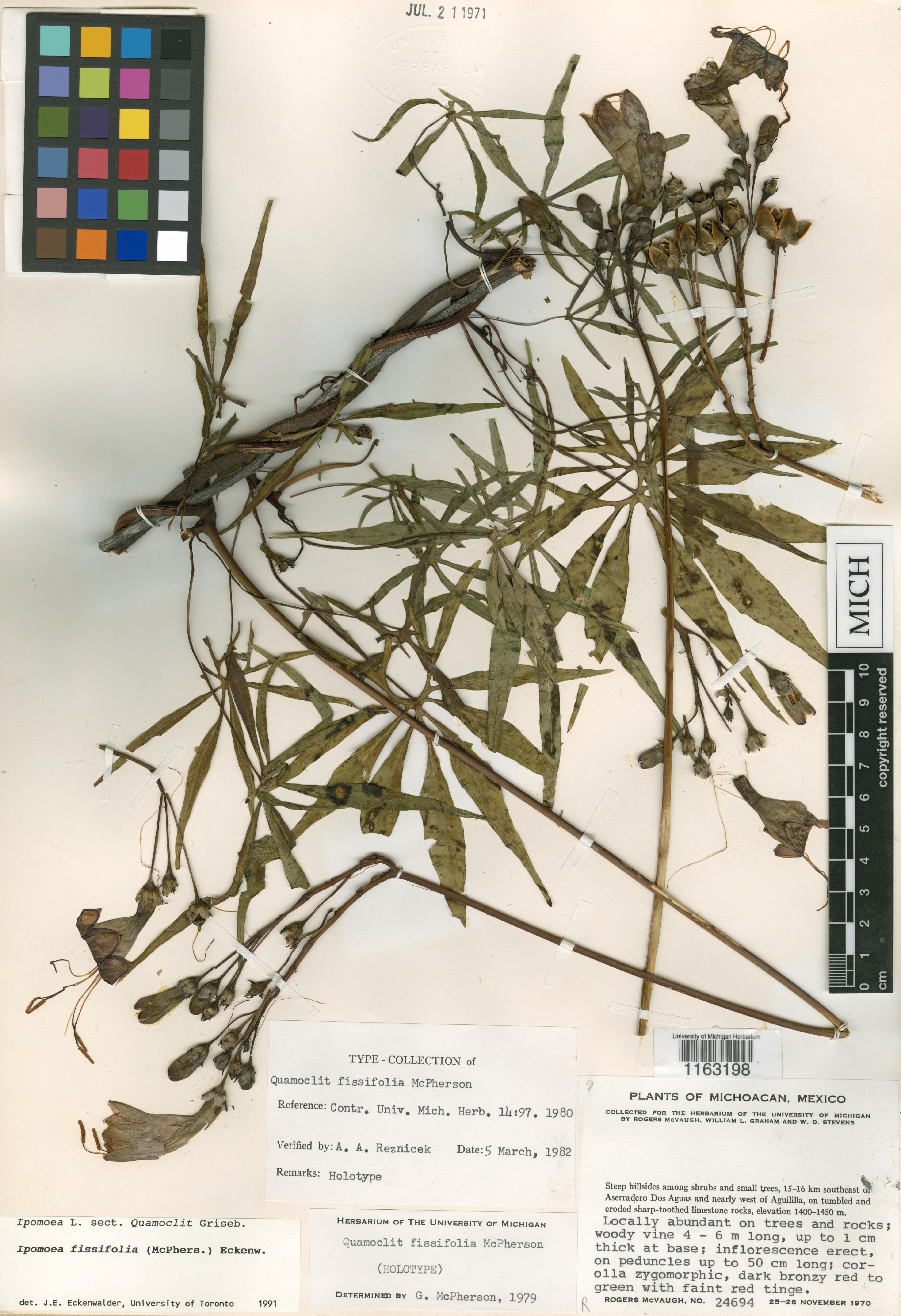 Ipomoea fissifolia