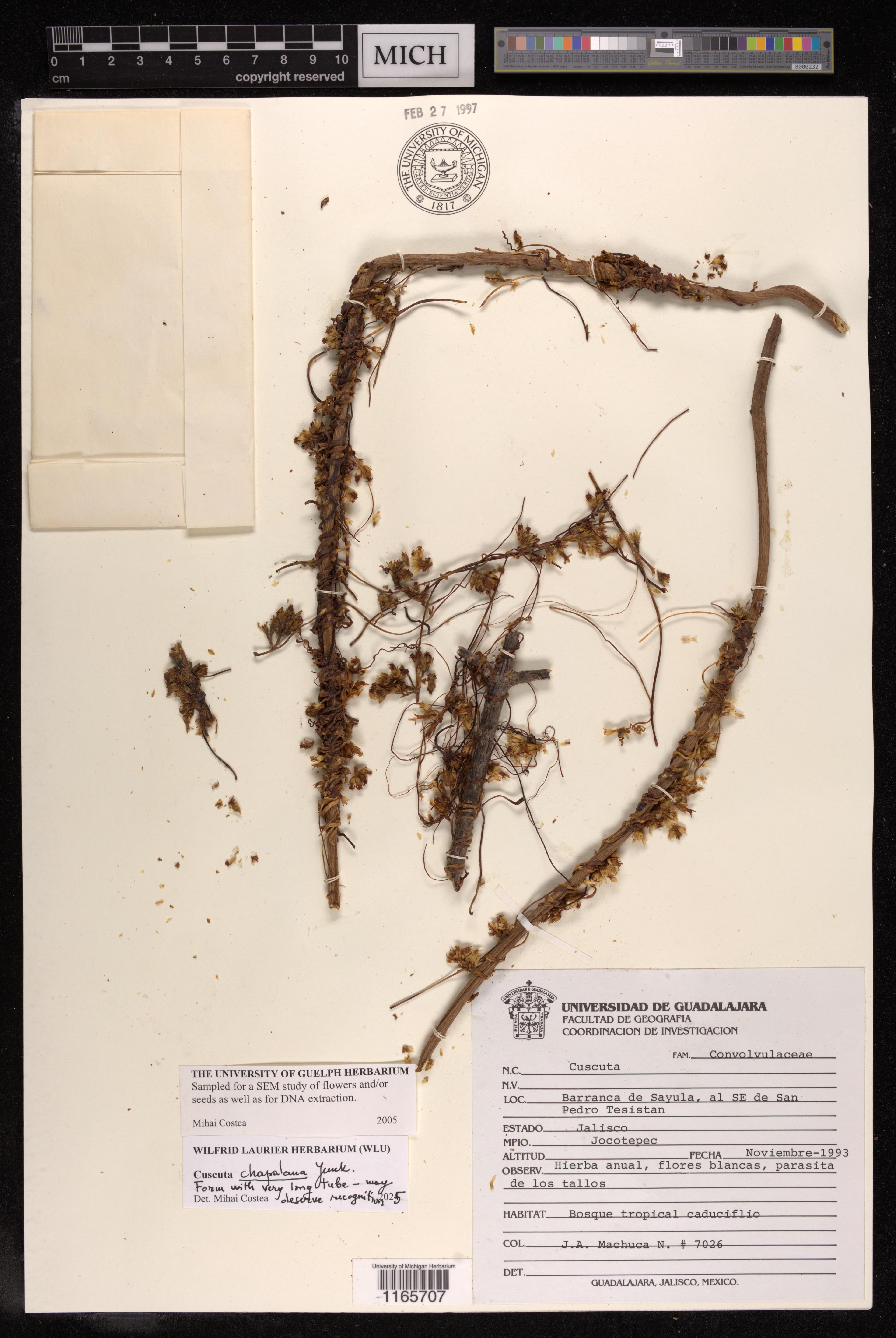 Cuscuta chapalana