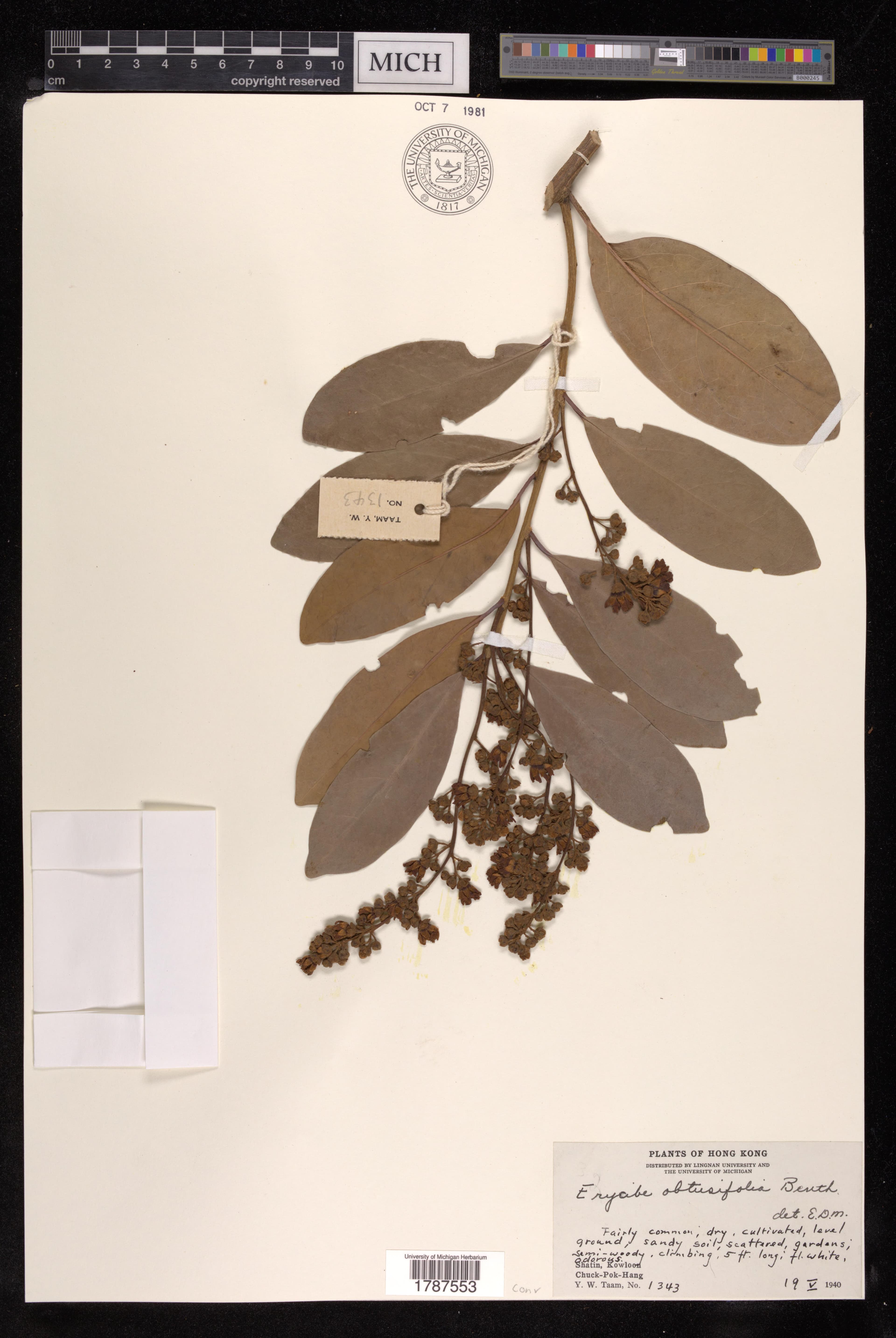 Erycibe obtusifolia