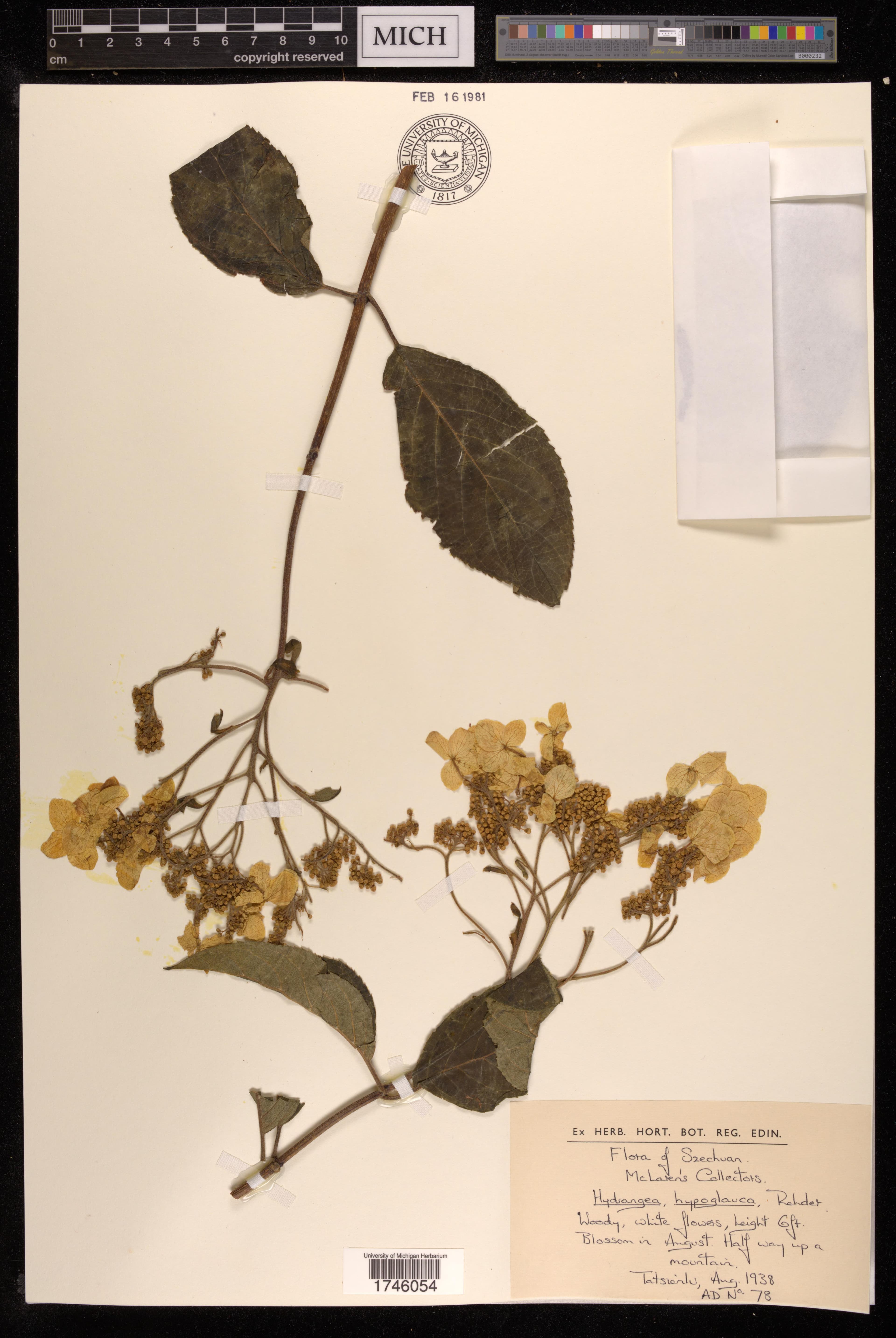 Hydrangea hypoglauca