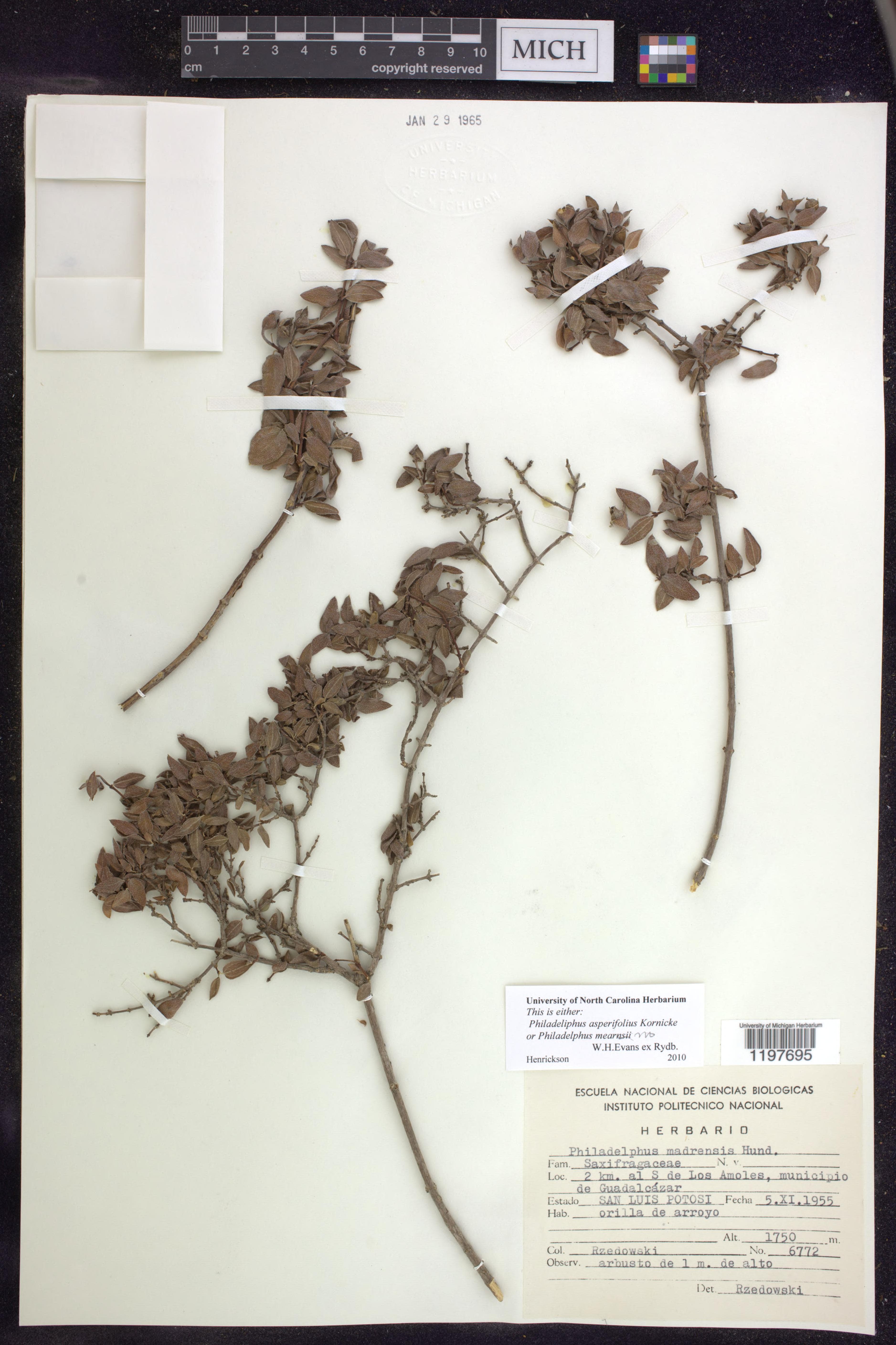 Philadelphus asperifolius