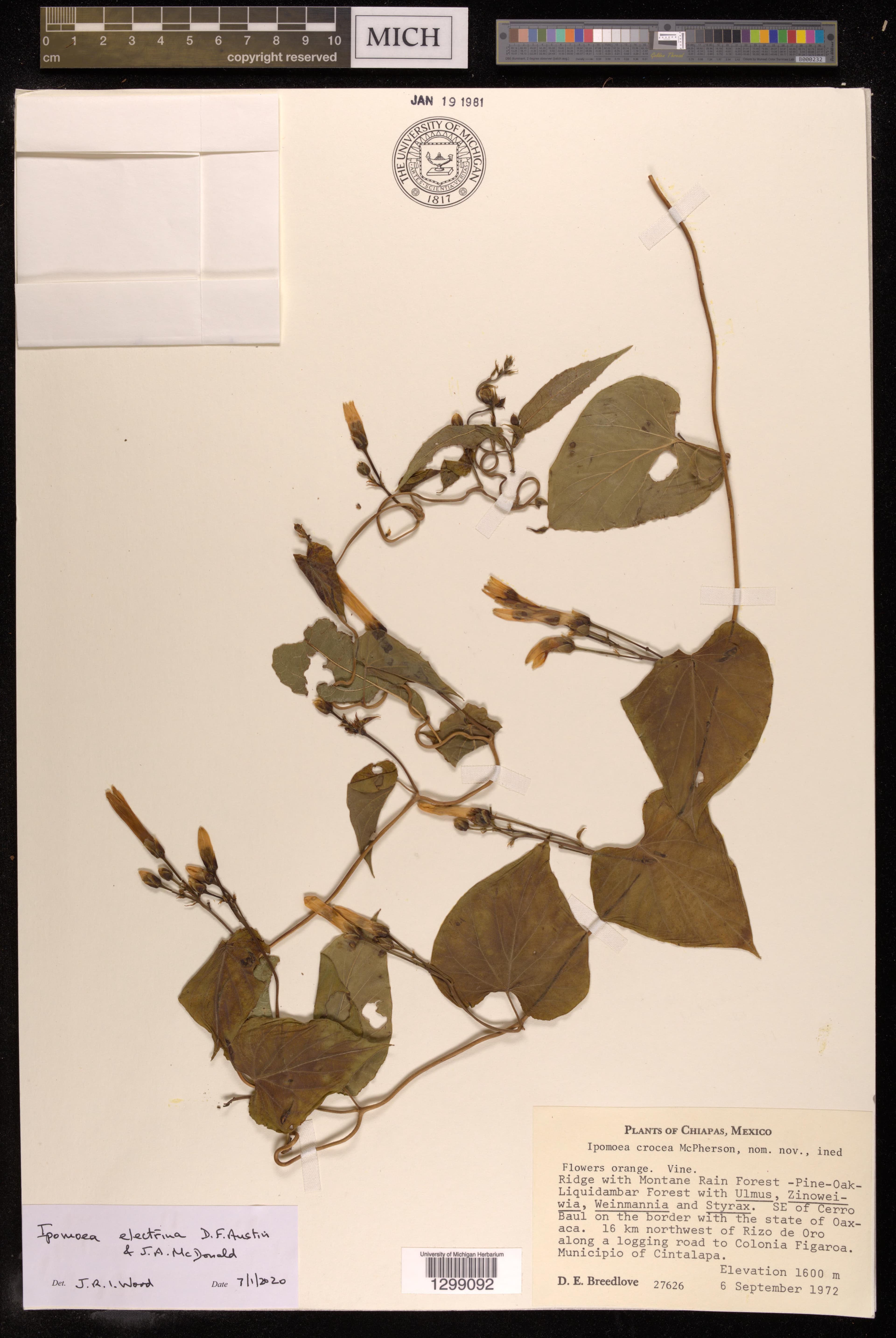 Ipomoea electrina