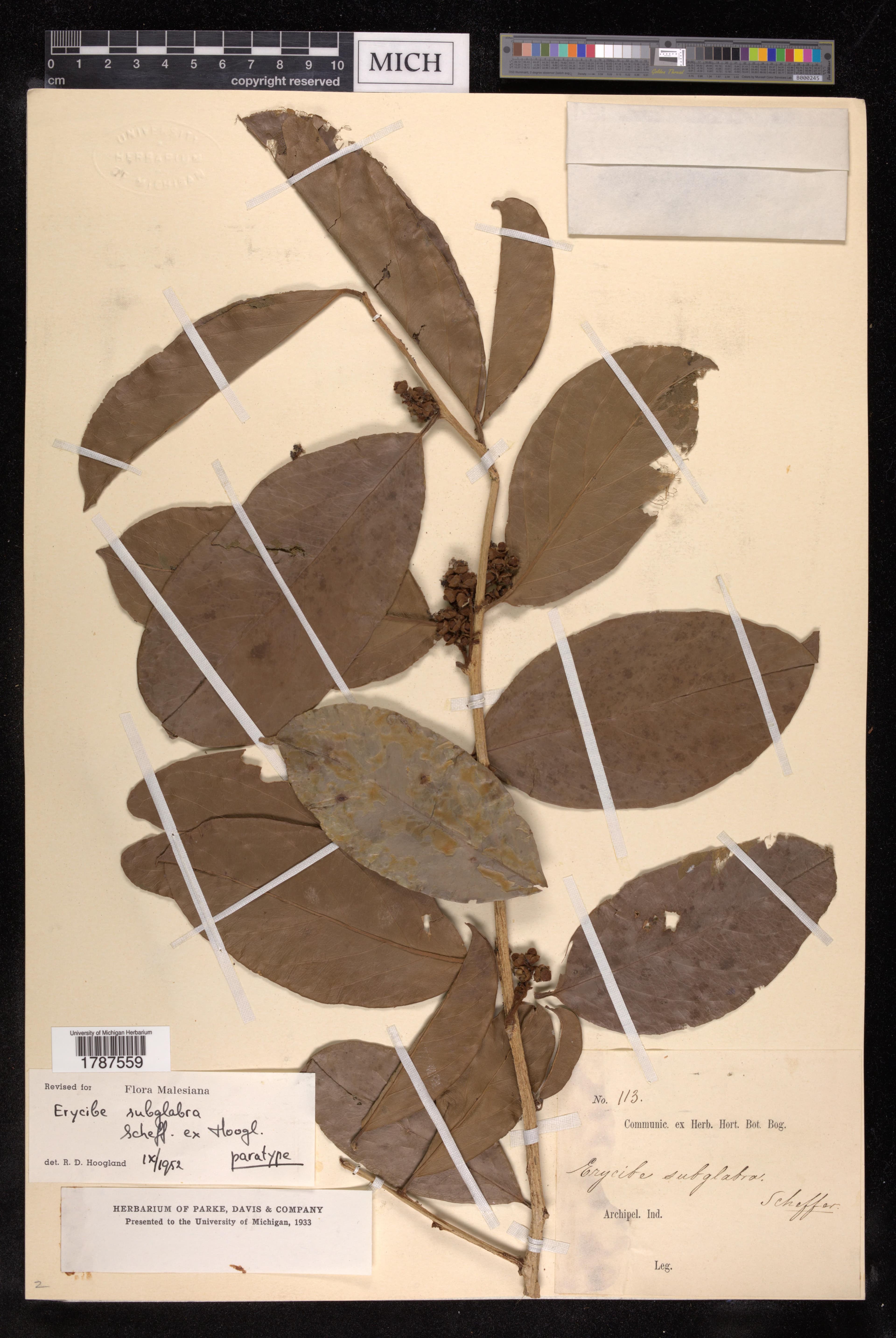 Erycibe subglabra