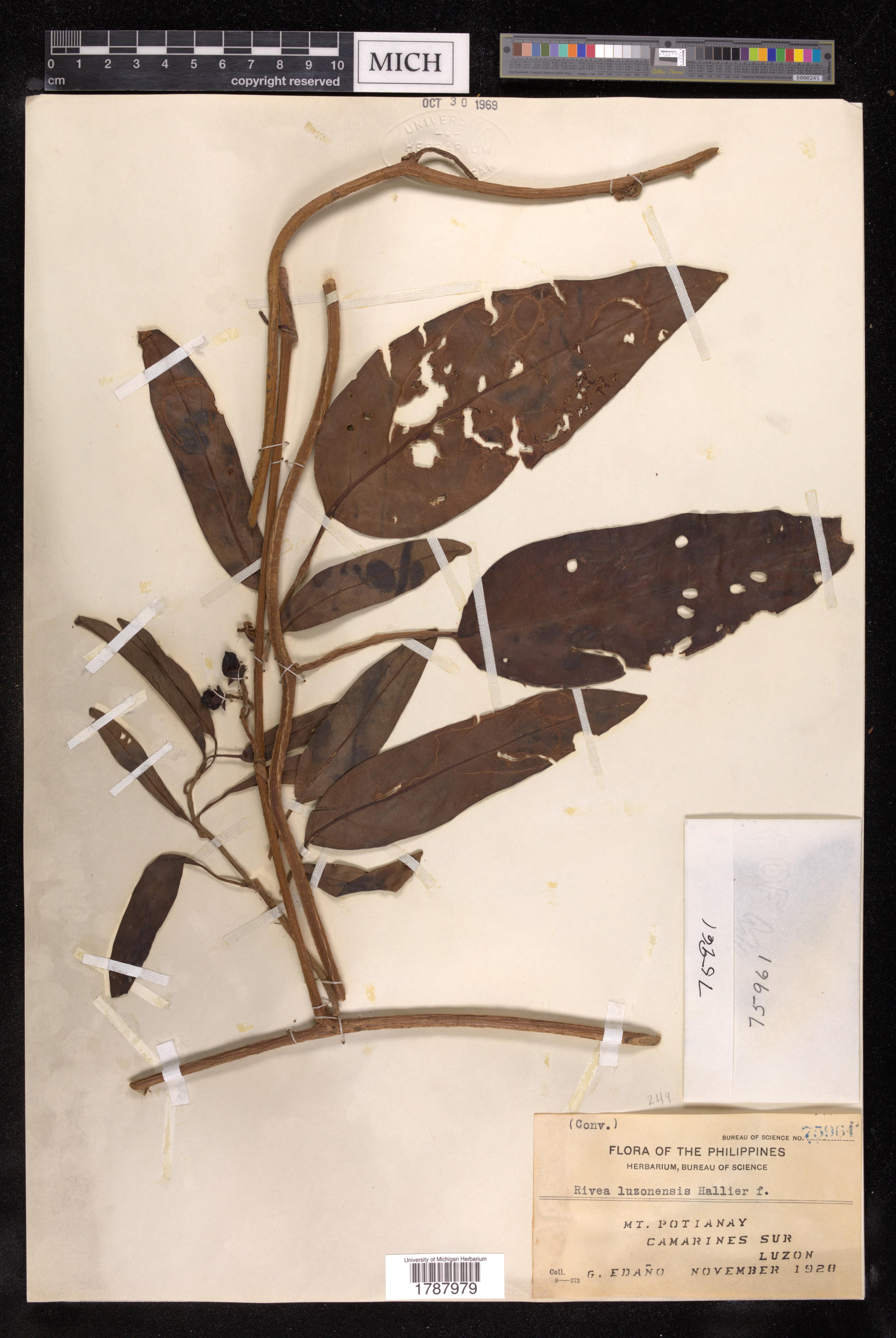 Argyreia luzonensis