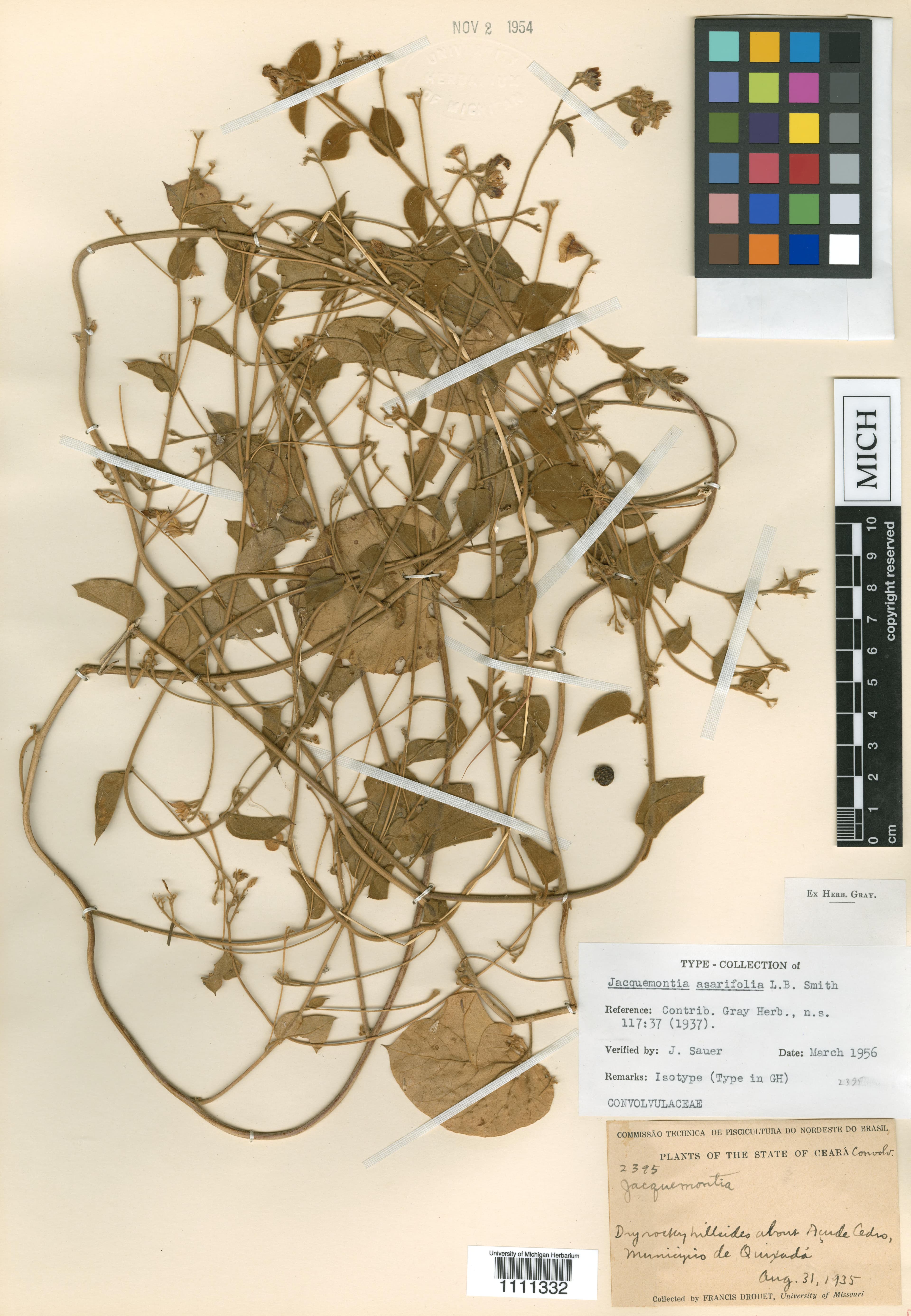 Jacquemontia asarifolia