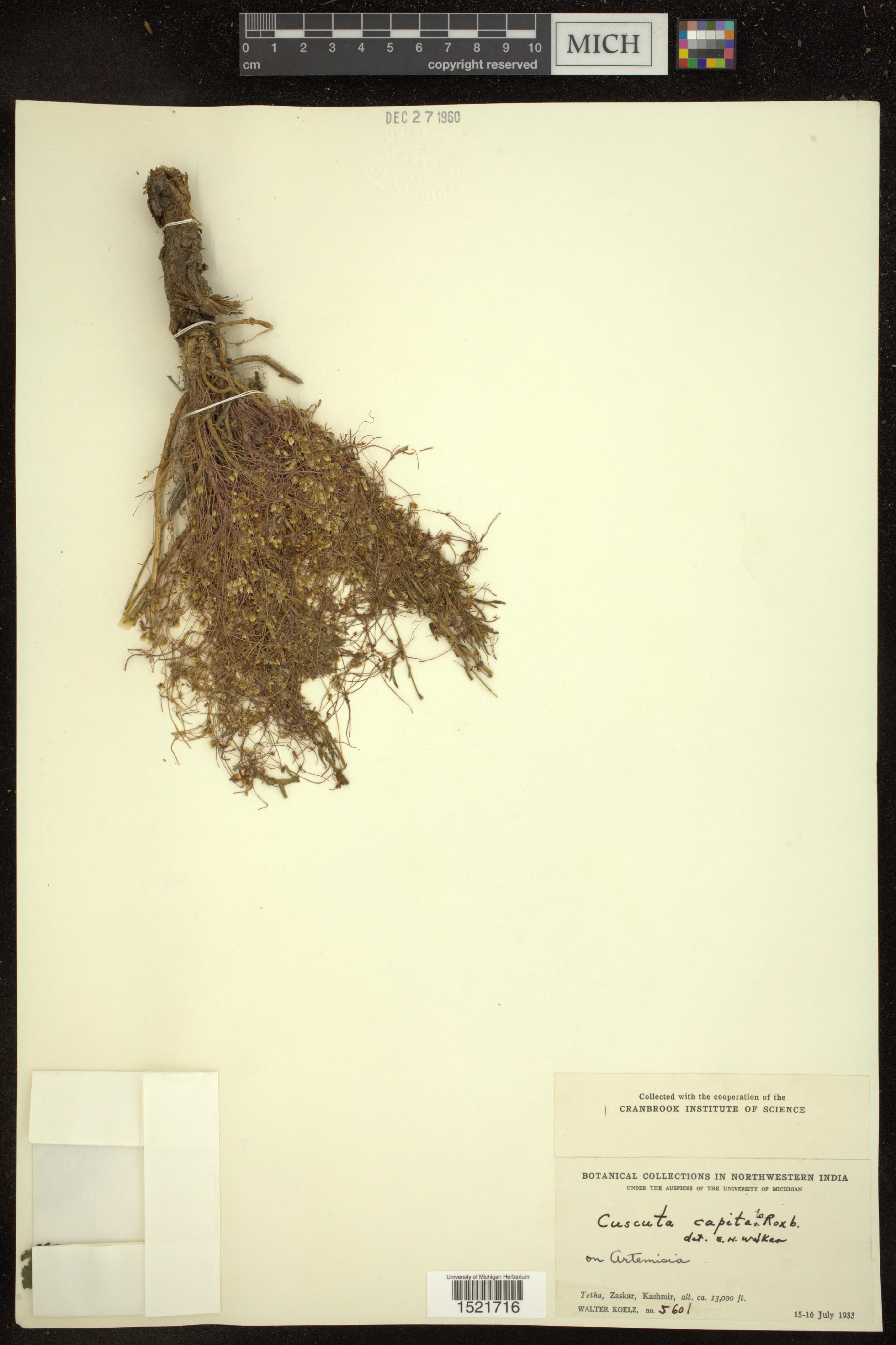 Cuscuta capitata