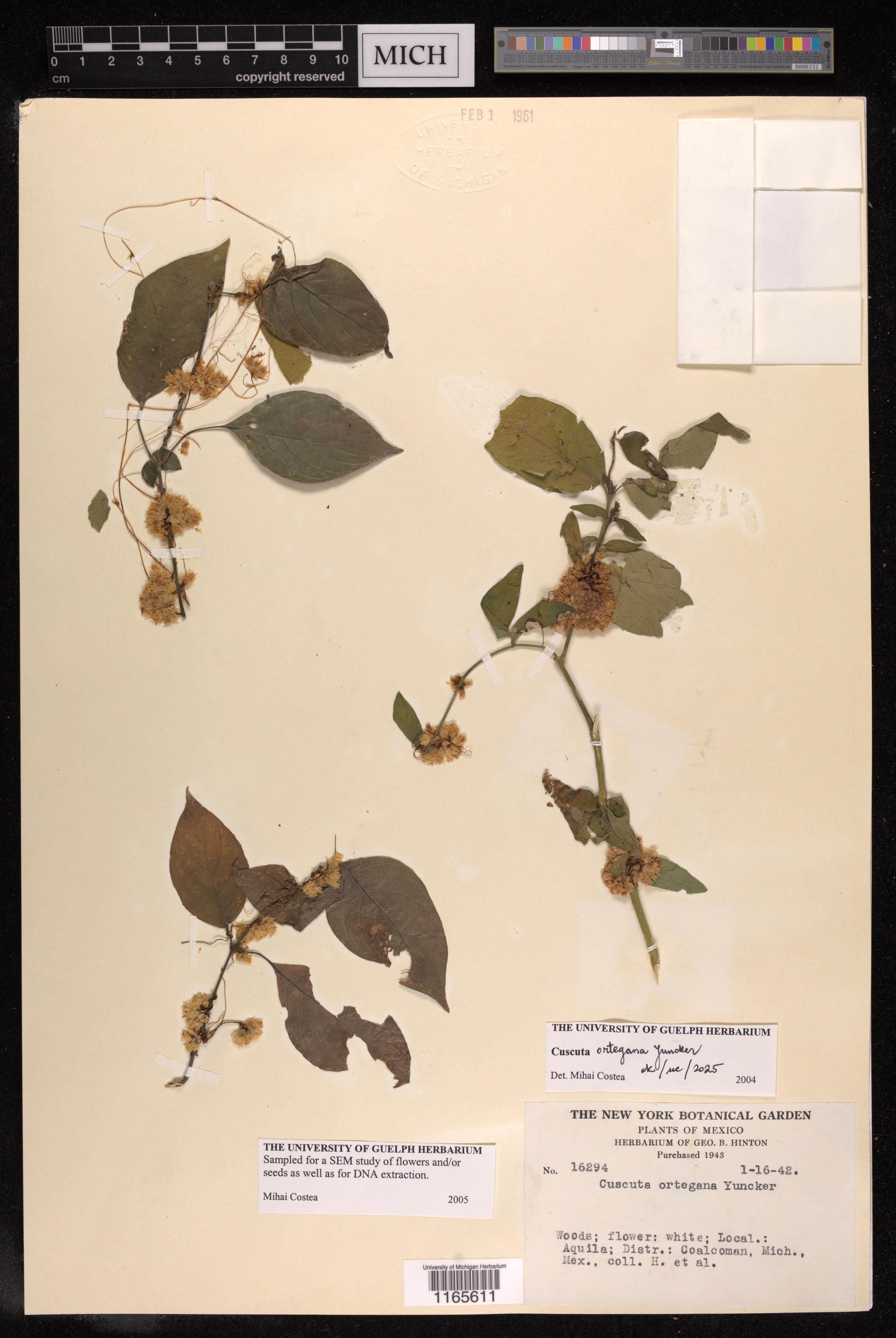 Cuscuta ortegana