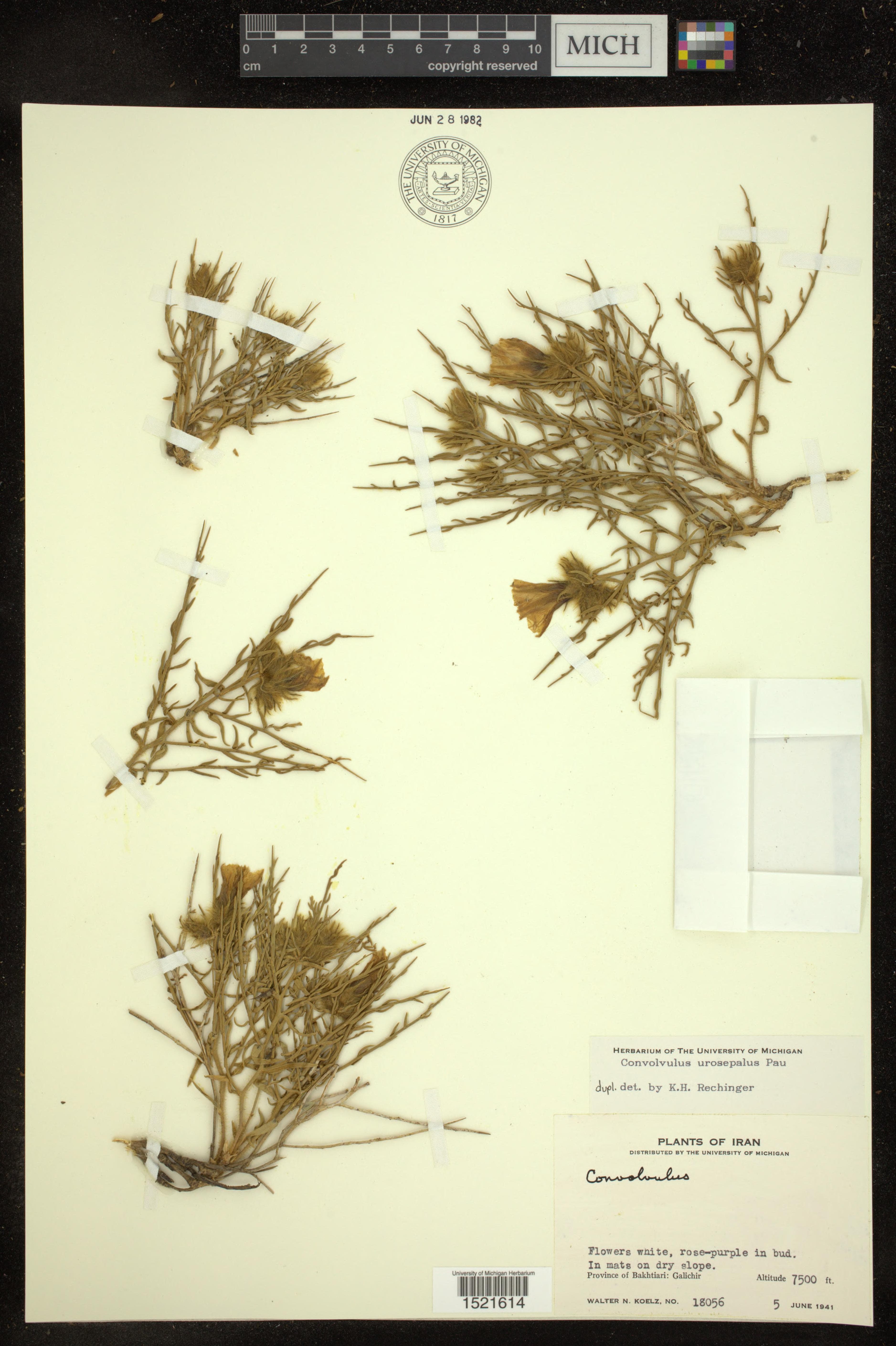 Convolvulus urosepalus