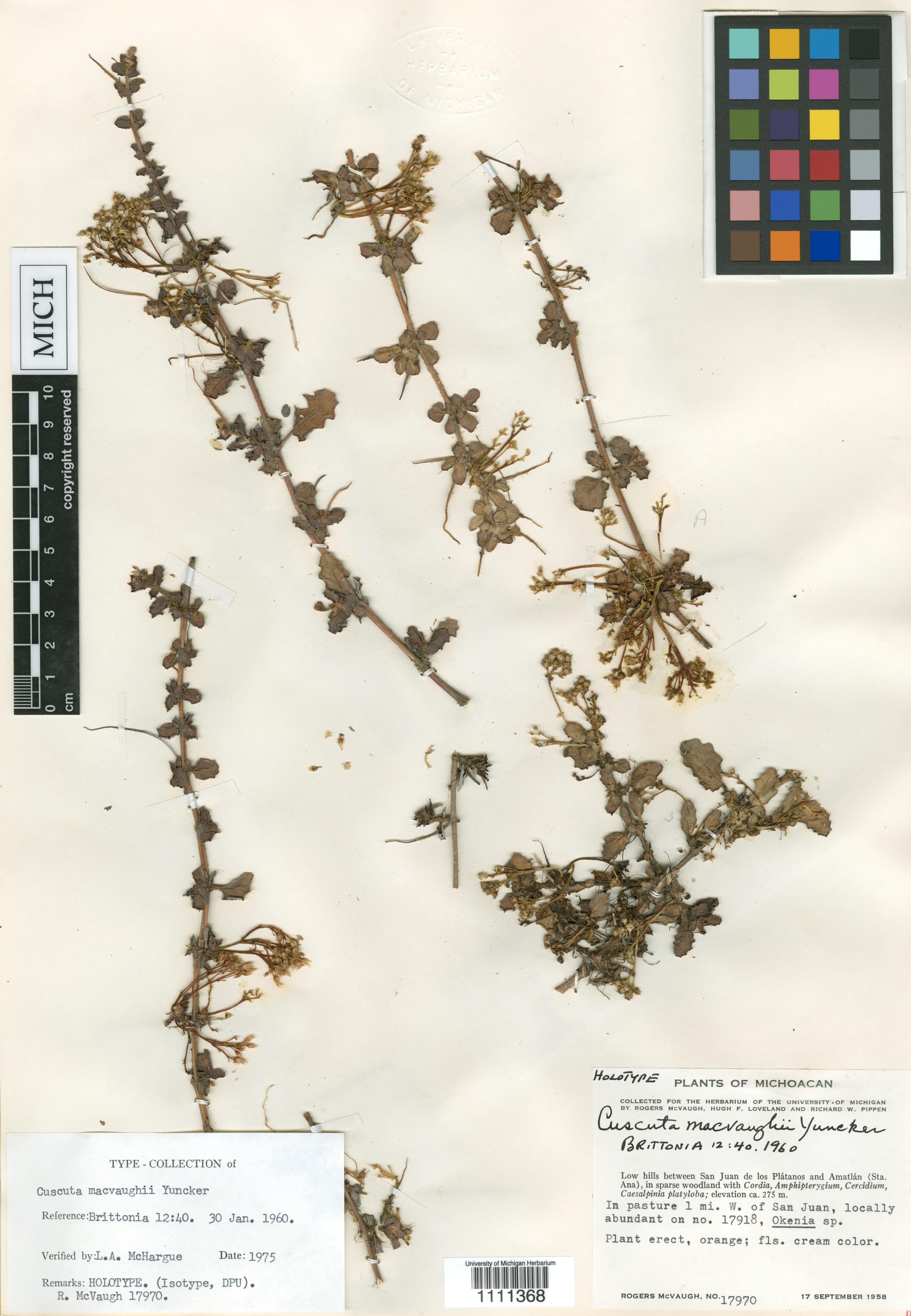 Cuscuta macvaughii