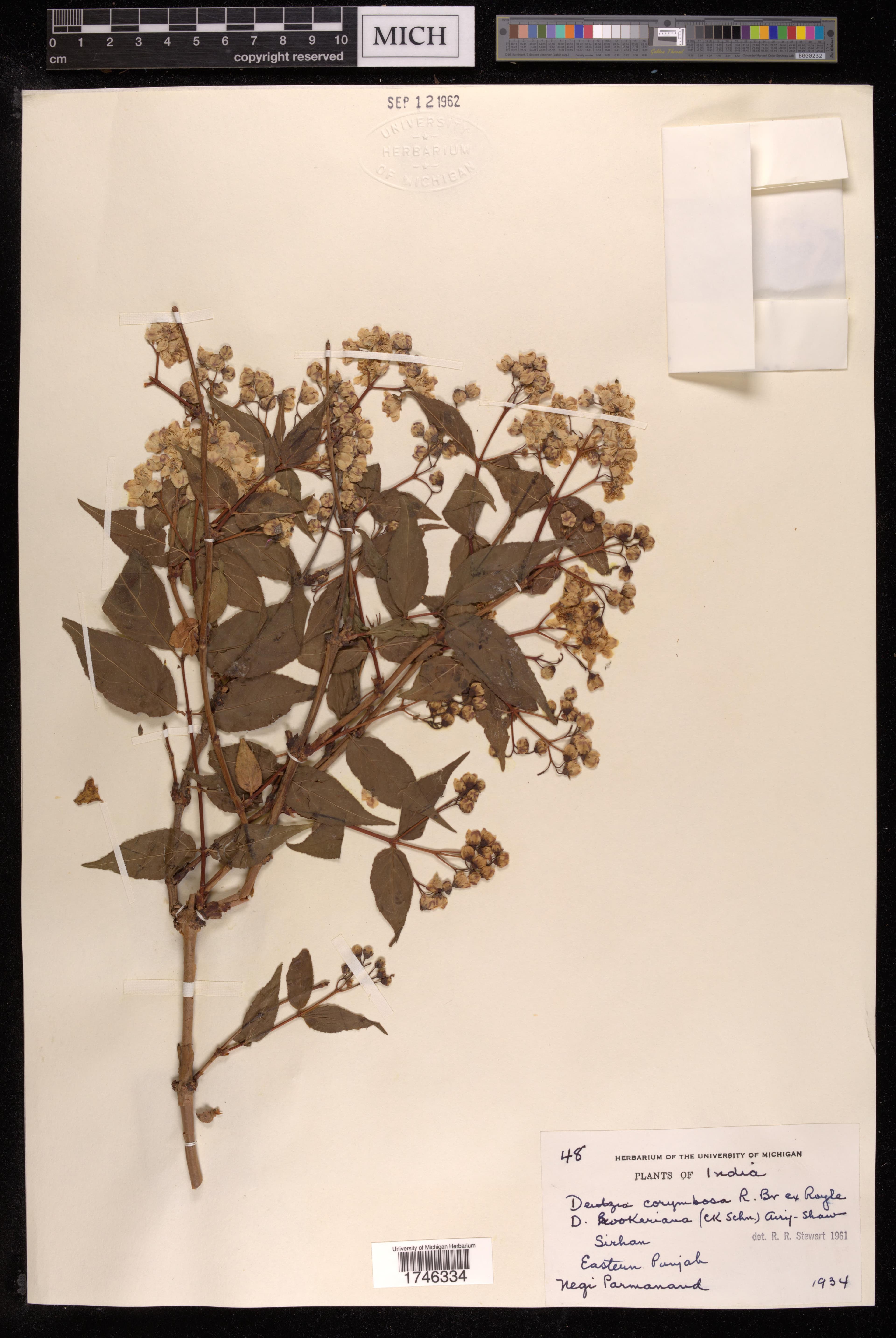 Deutzia corymbosa