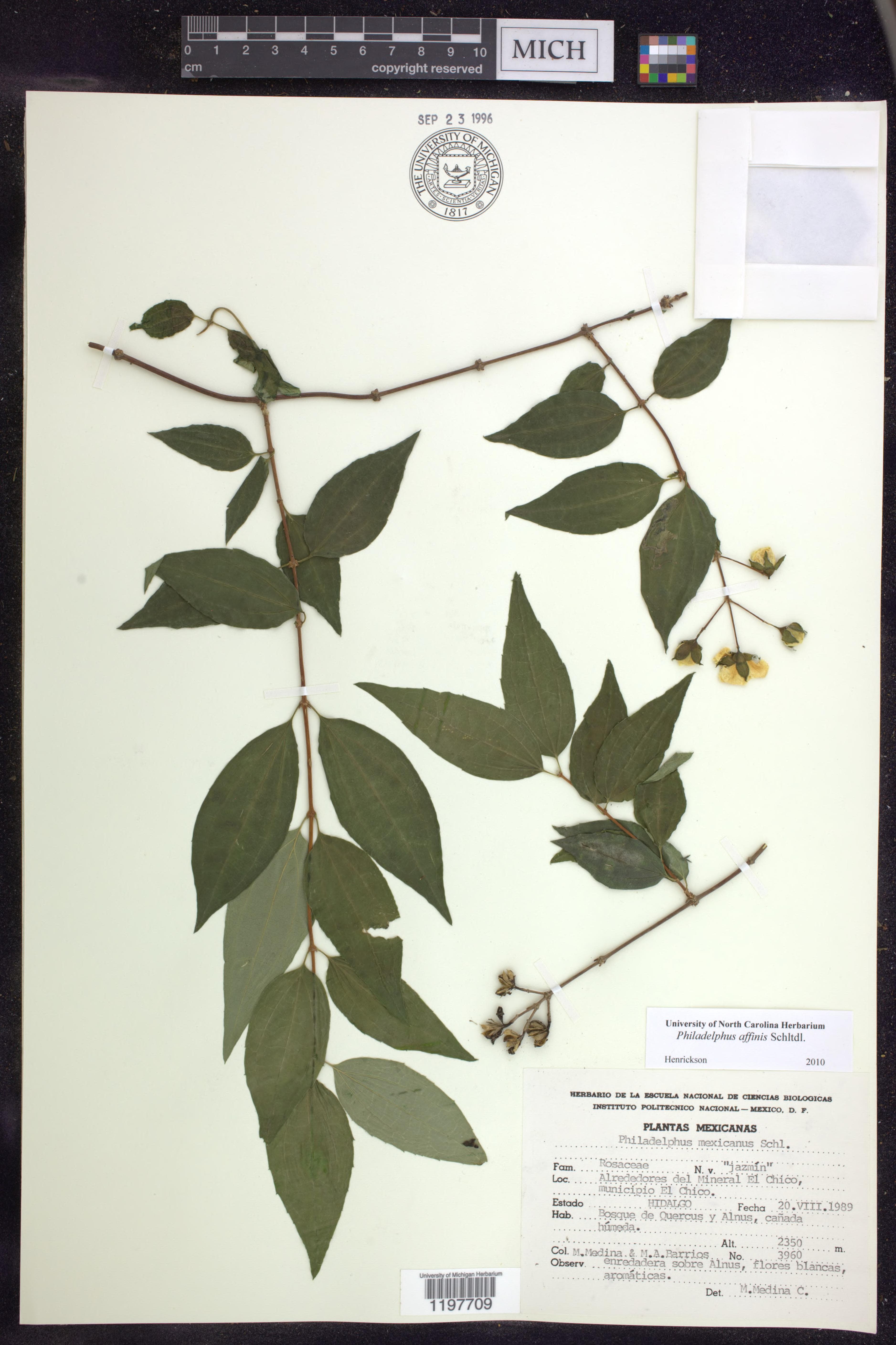Philadelphus affinis