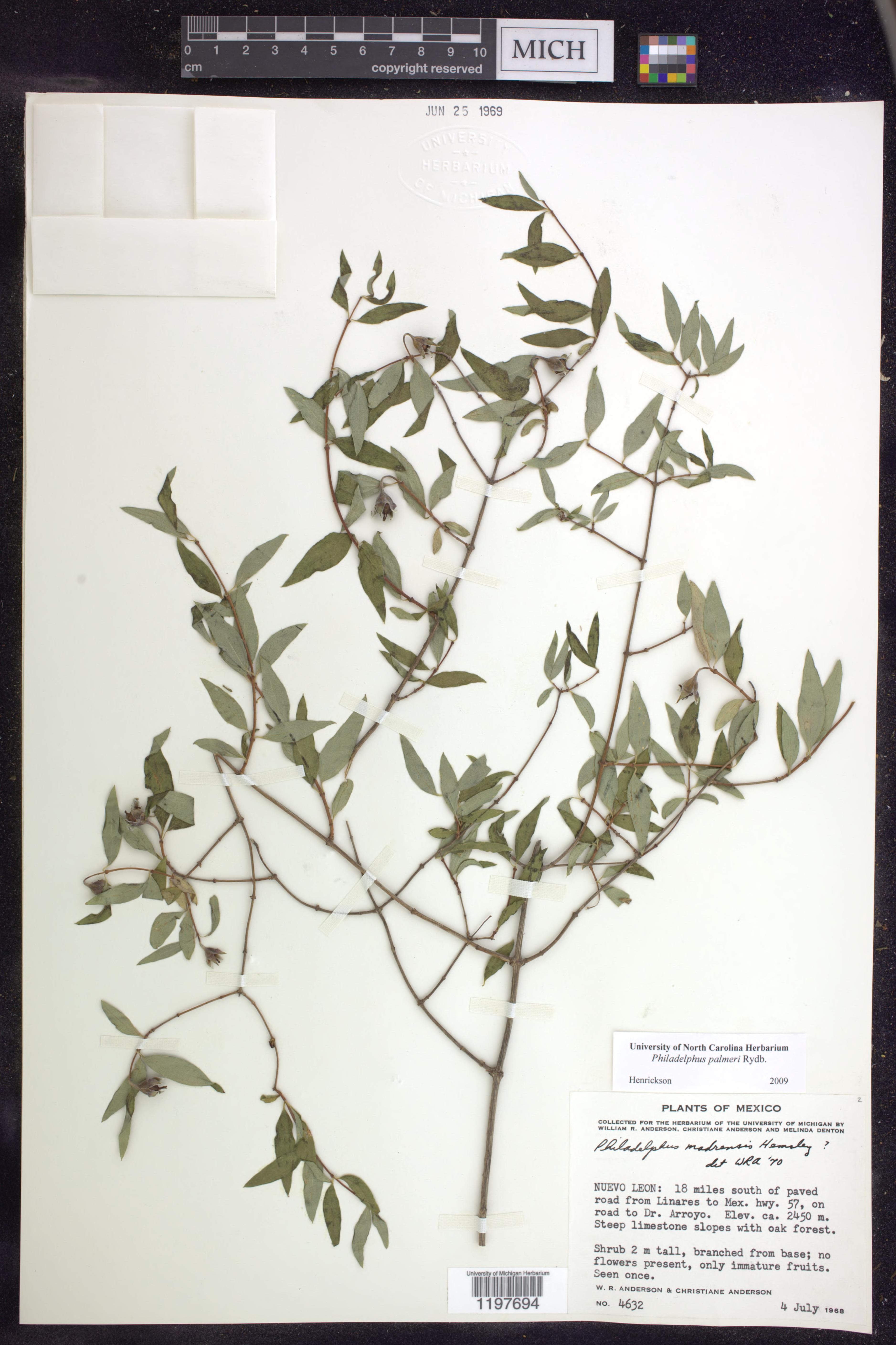 Philadelphus palmeri