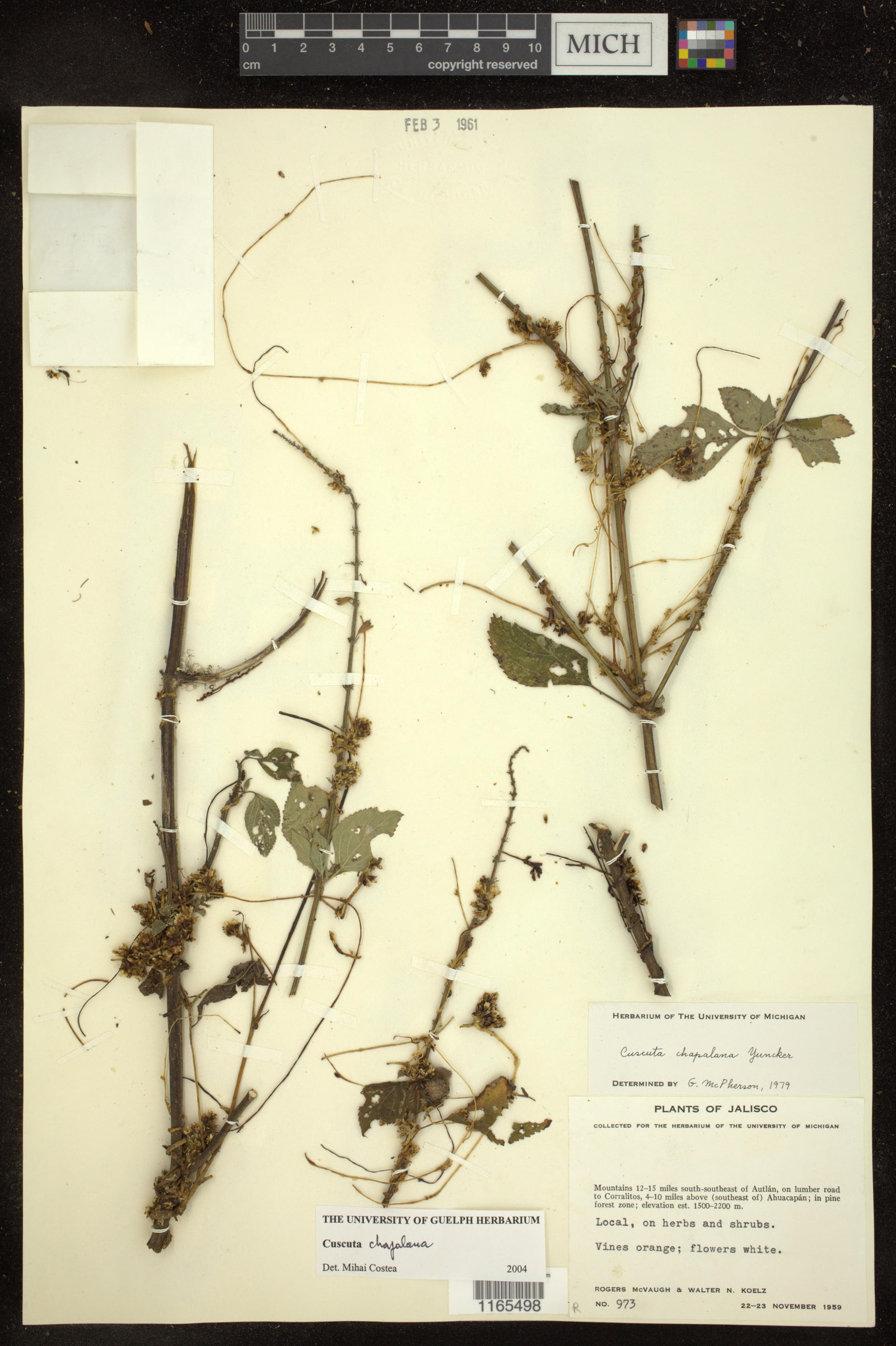 Cuscuta chapalana