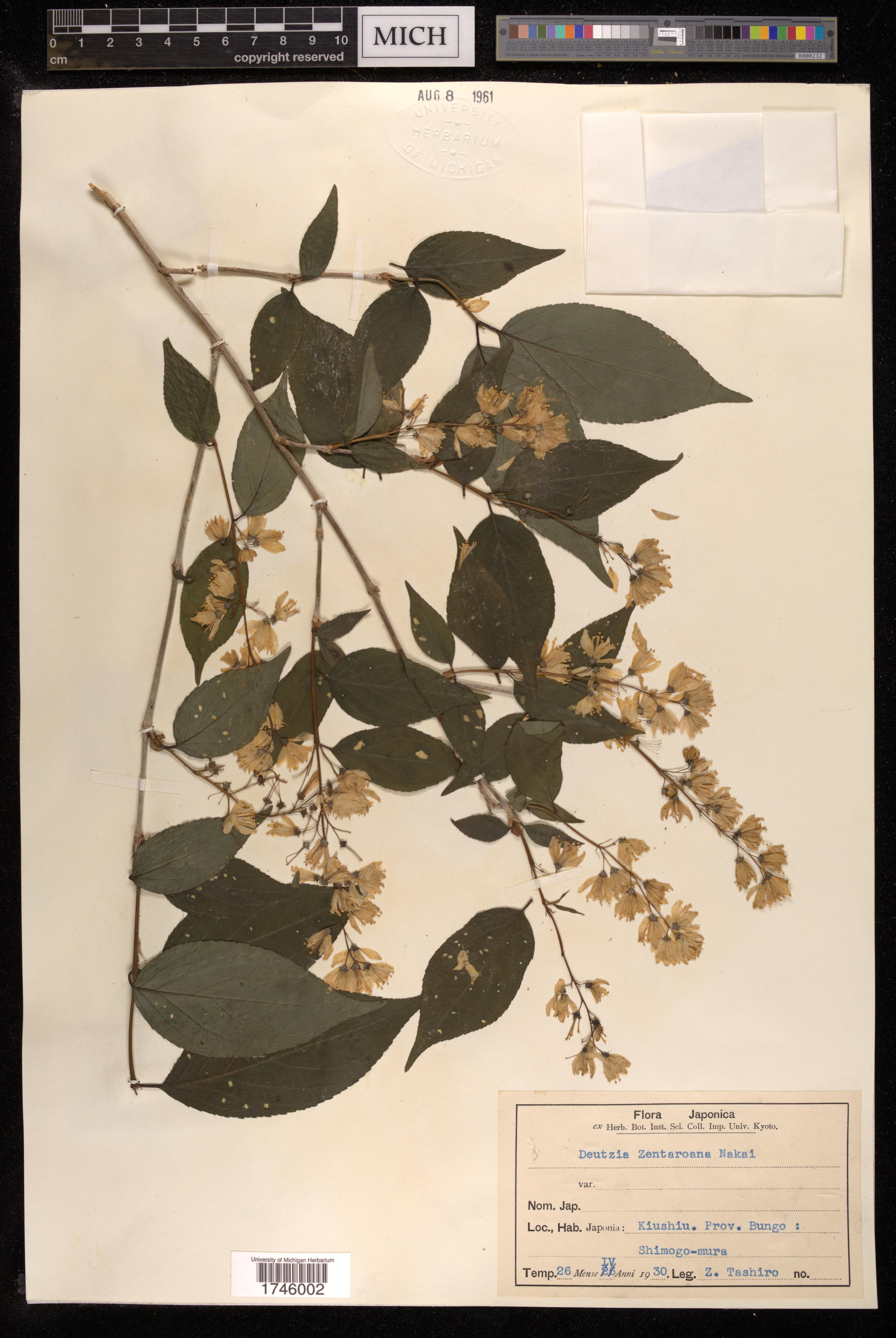 Deutzia zentaroana