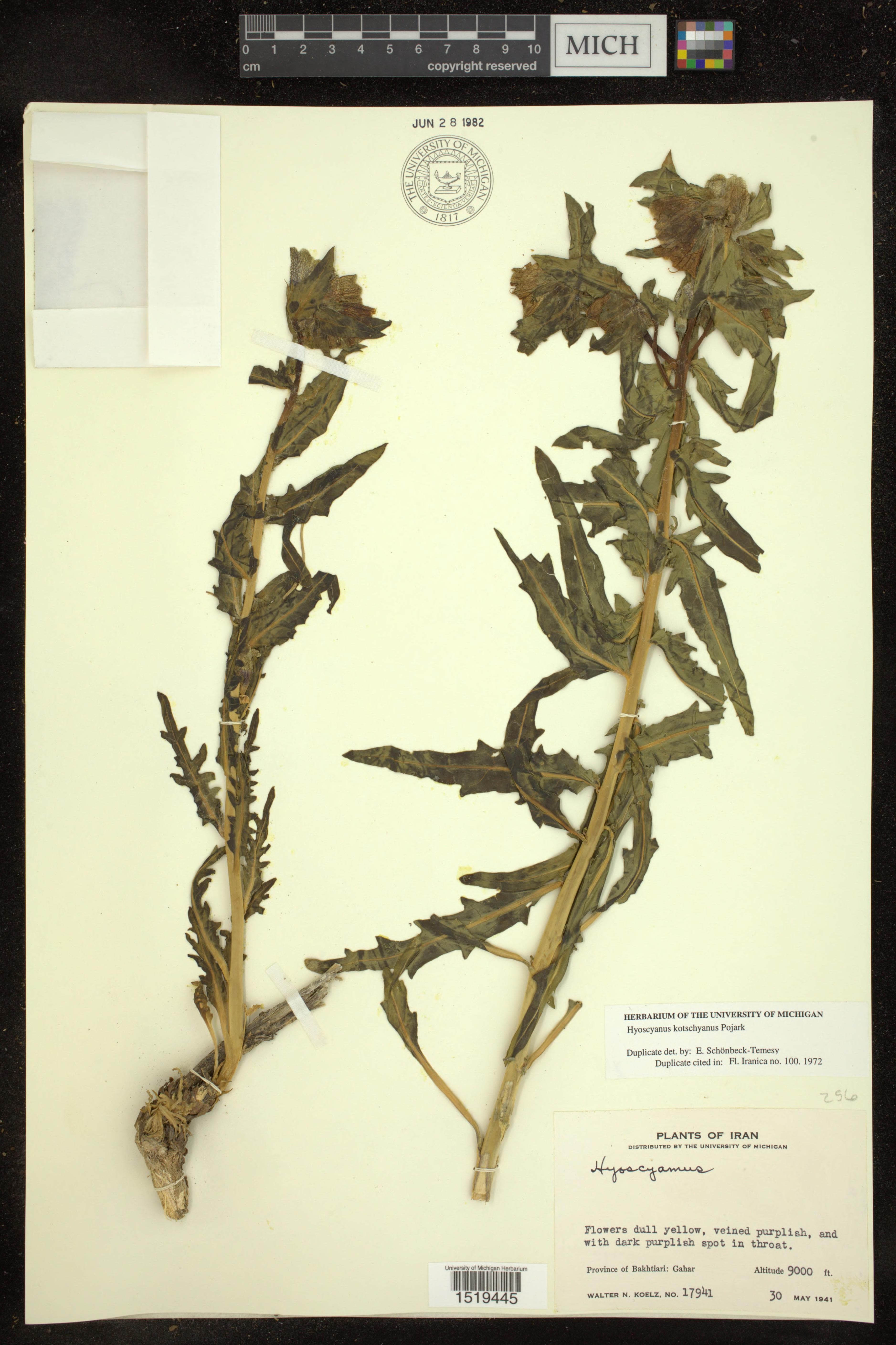 Hyoscyamus kotschyanus