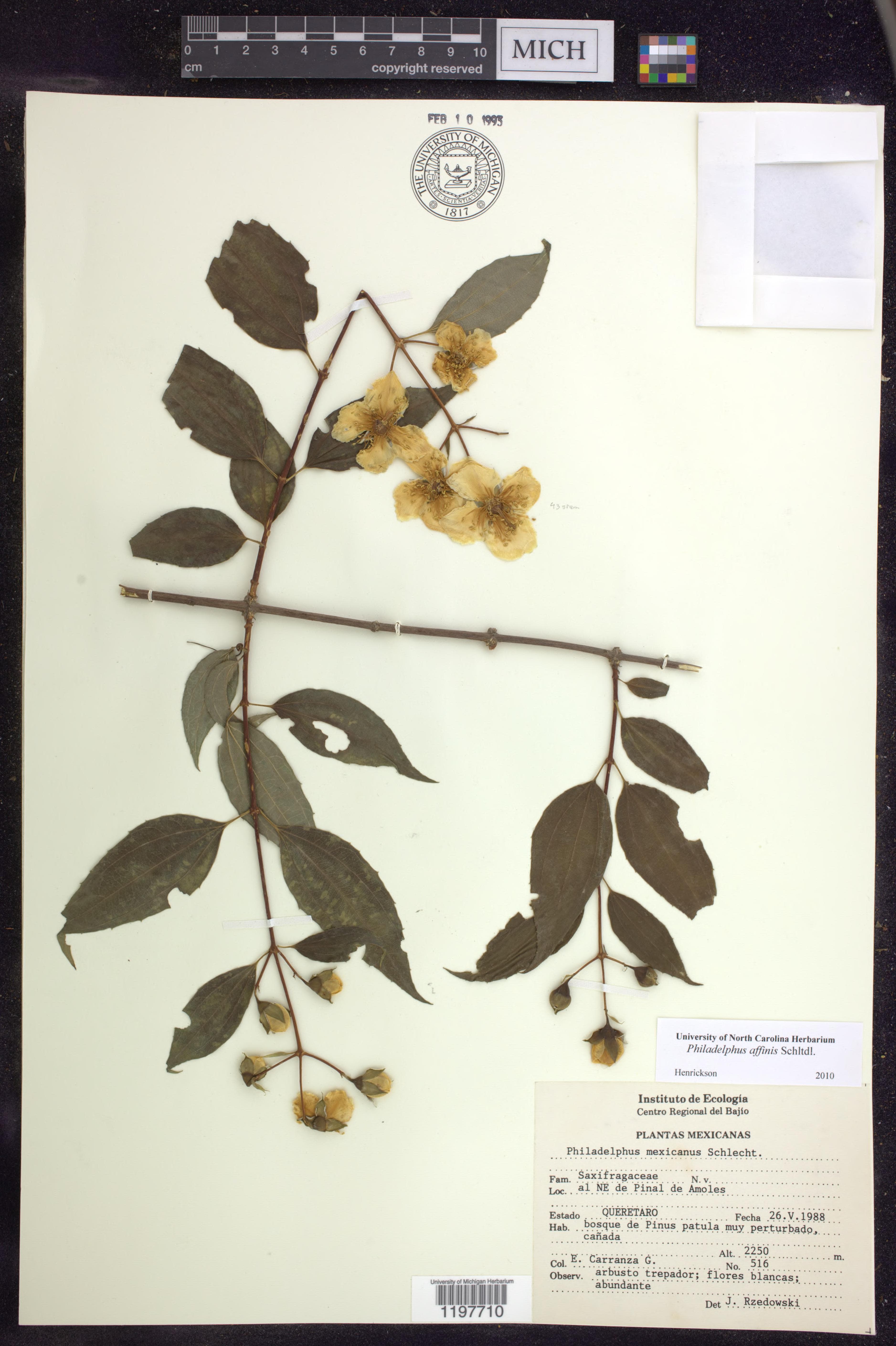 Philadelphus affinis