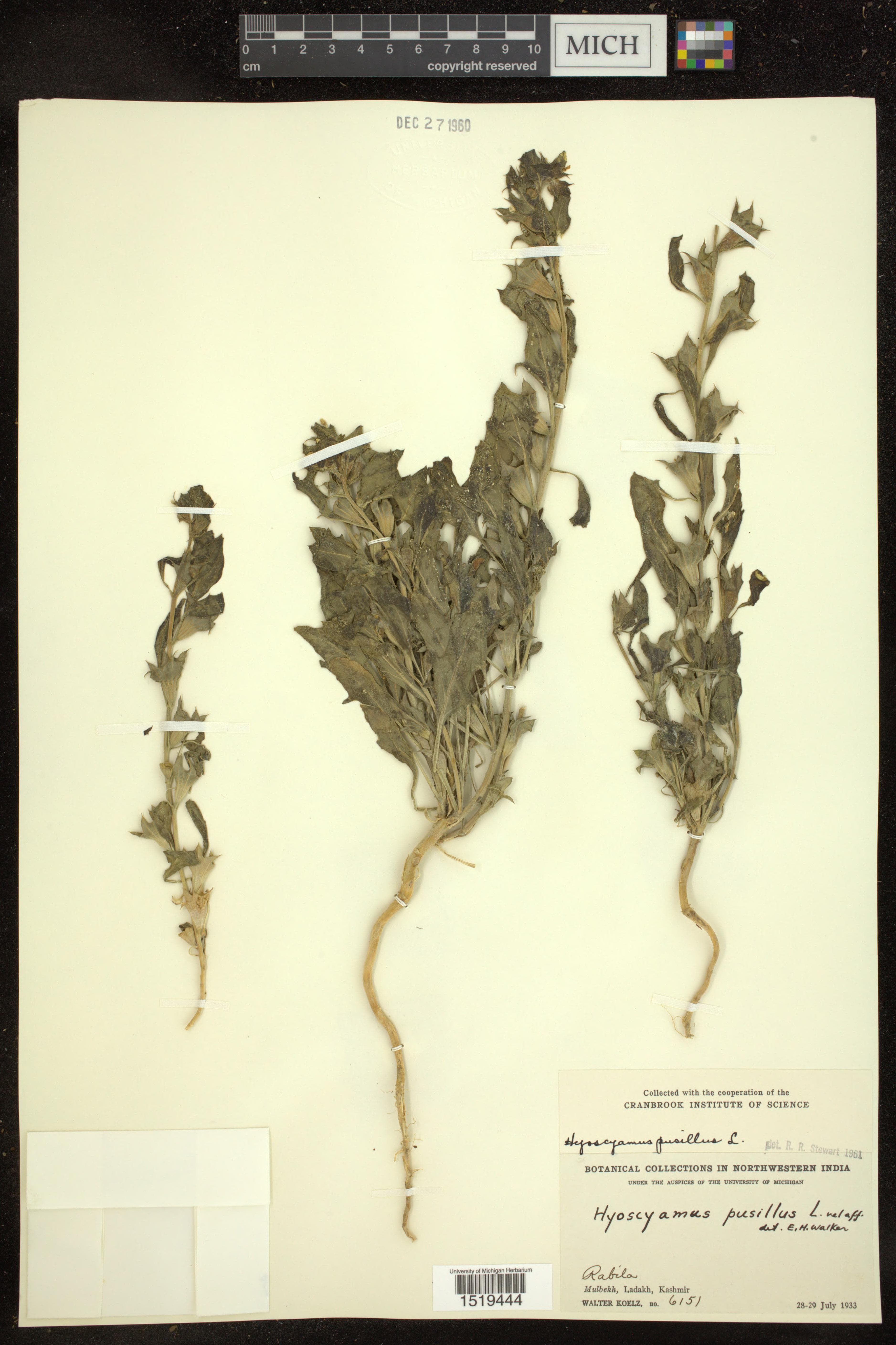 Hyoscyamus kotschyanus