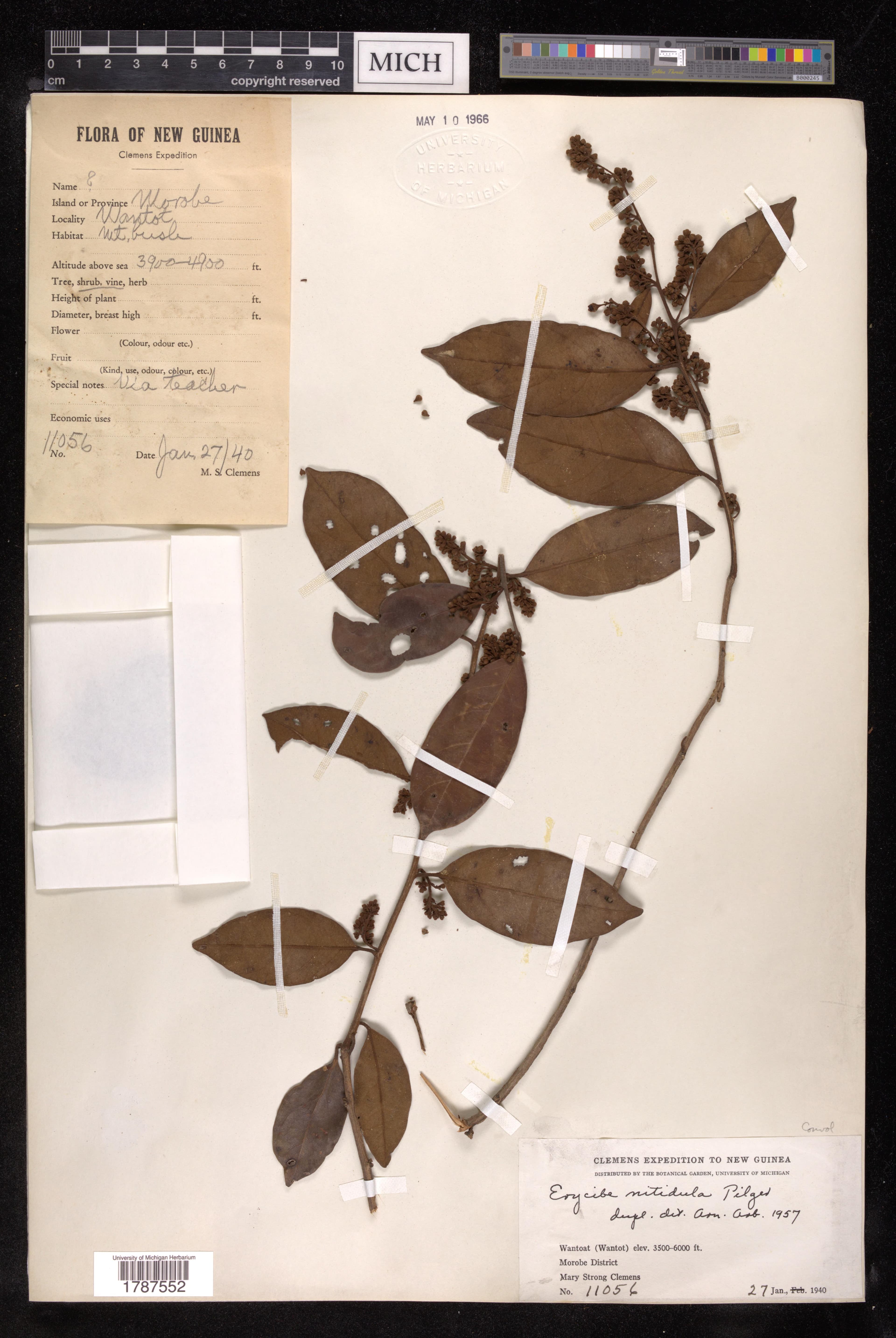 Erycibe nitidula