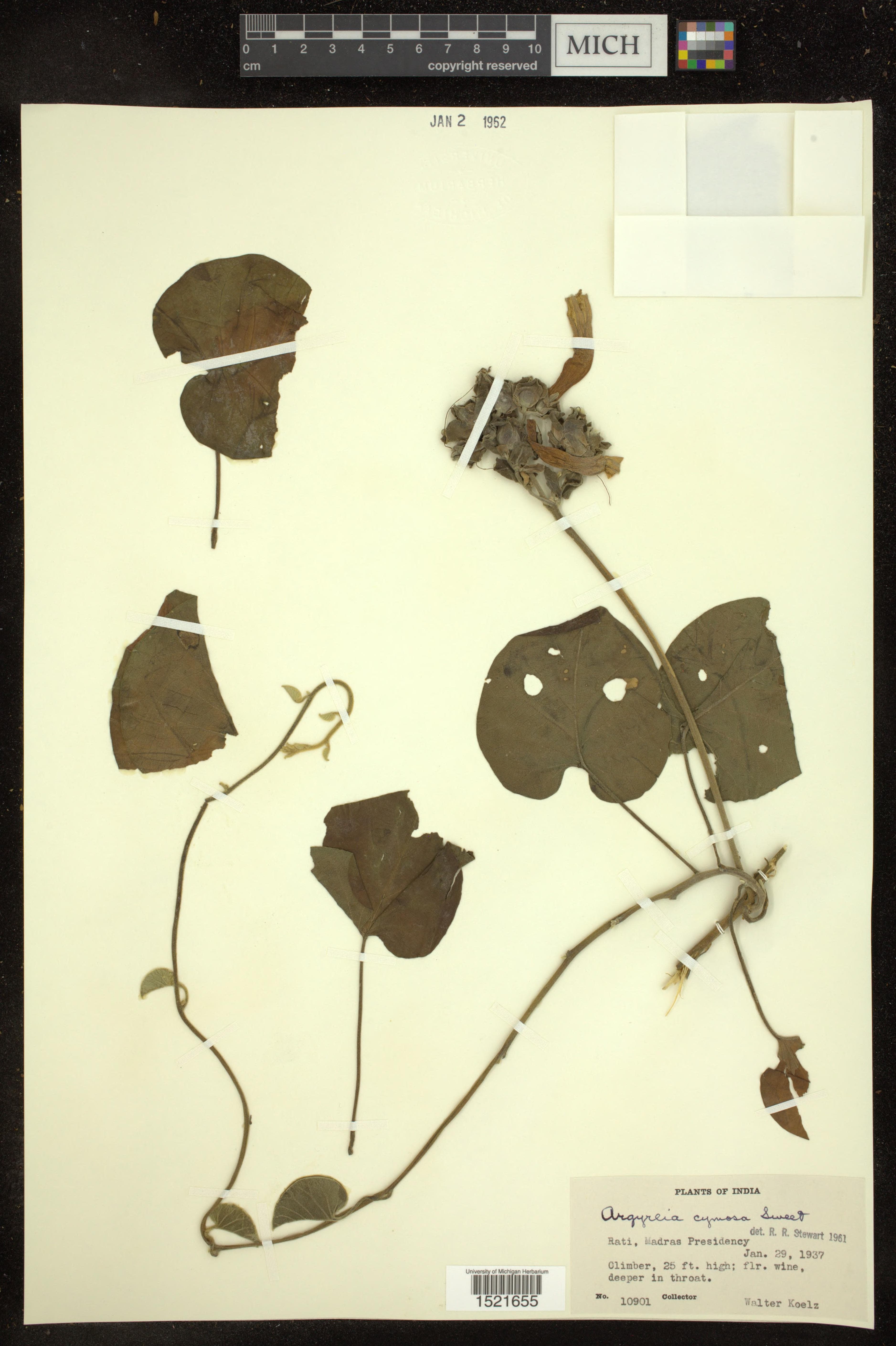 Argyreia cymosa