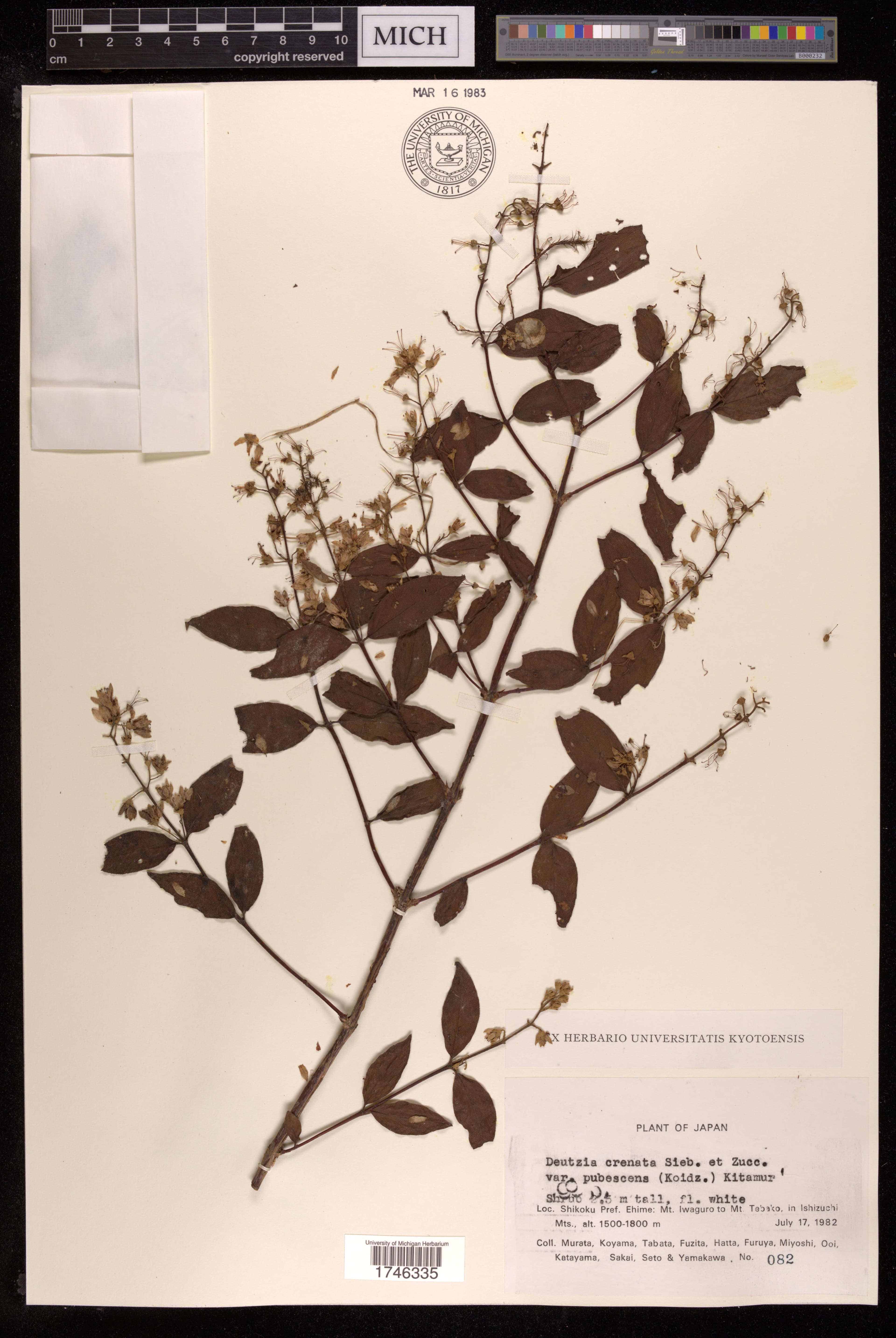Deutzia floribunda
