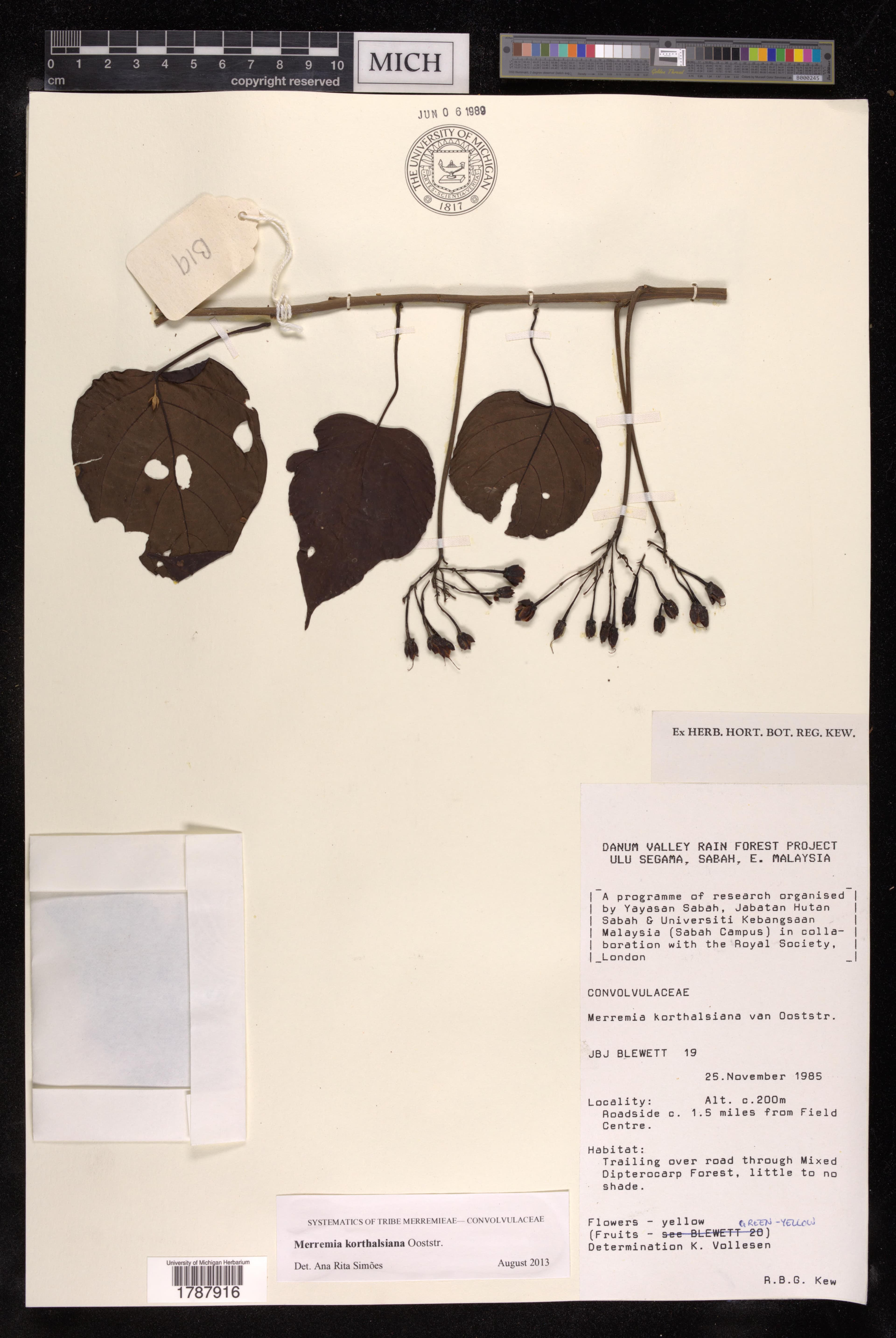 Decalobanthus korthalsianus