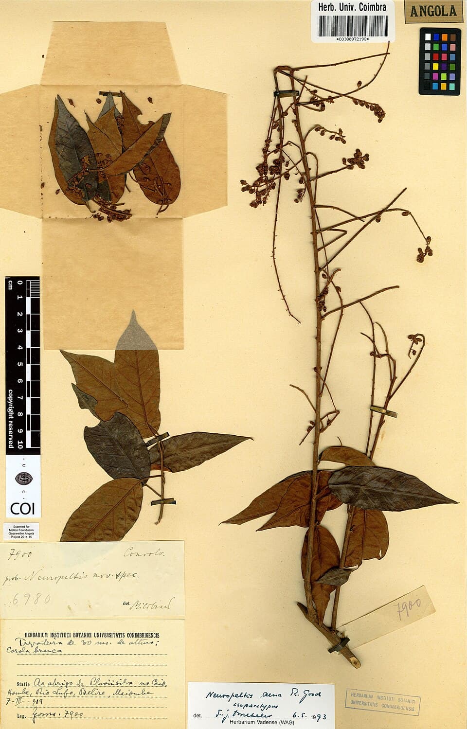 Neuropeltis alnifolia