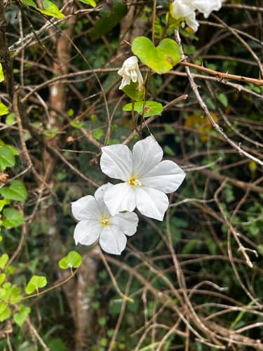 New Zealand Bindweed