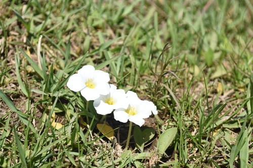 Nierembergia rivularis