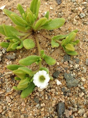Nolana parviflora