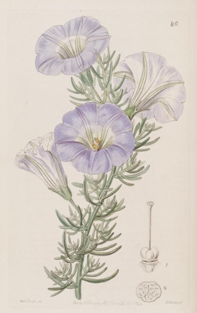 Nolana pterocarpa