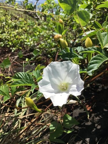 Operculina macrocarpa