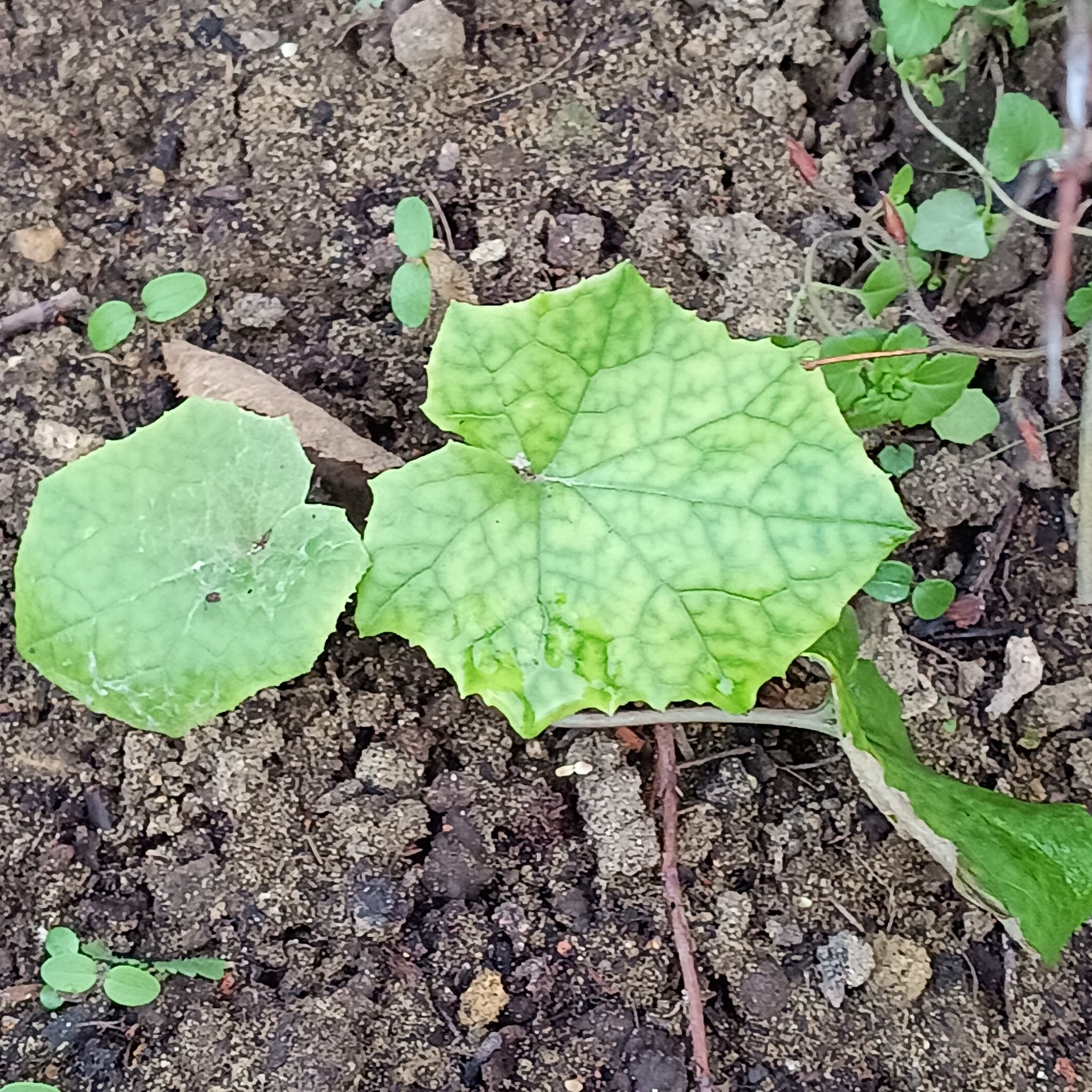 Coltsfoot