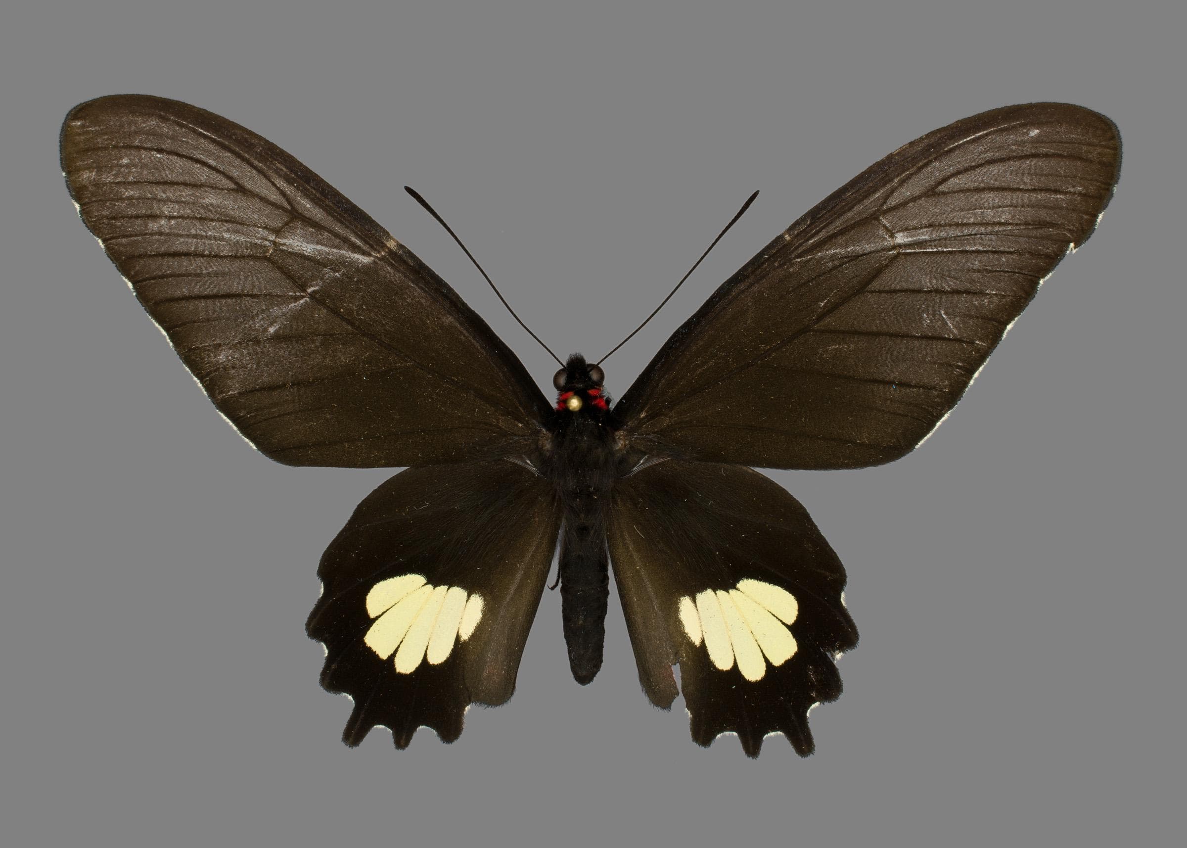 Parides quadratus