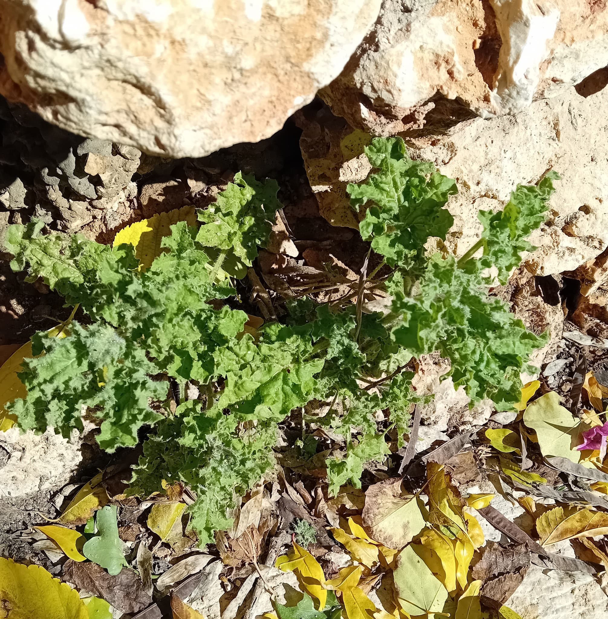 Hyoscyamus labiatus