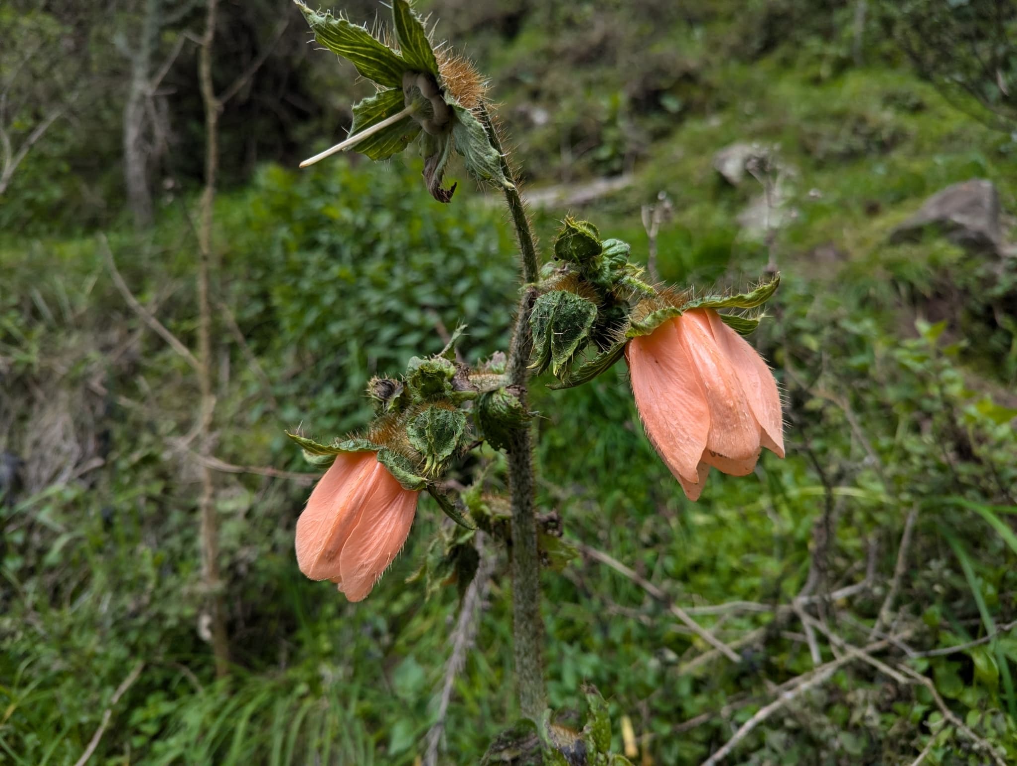 Nasa macrophylla