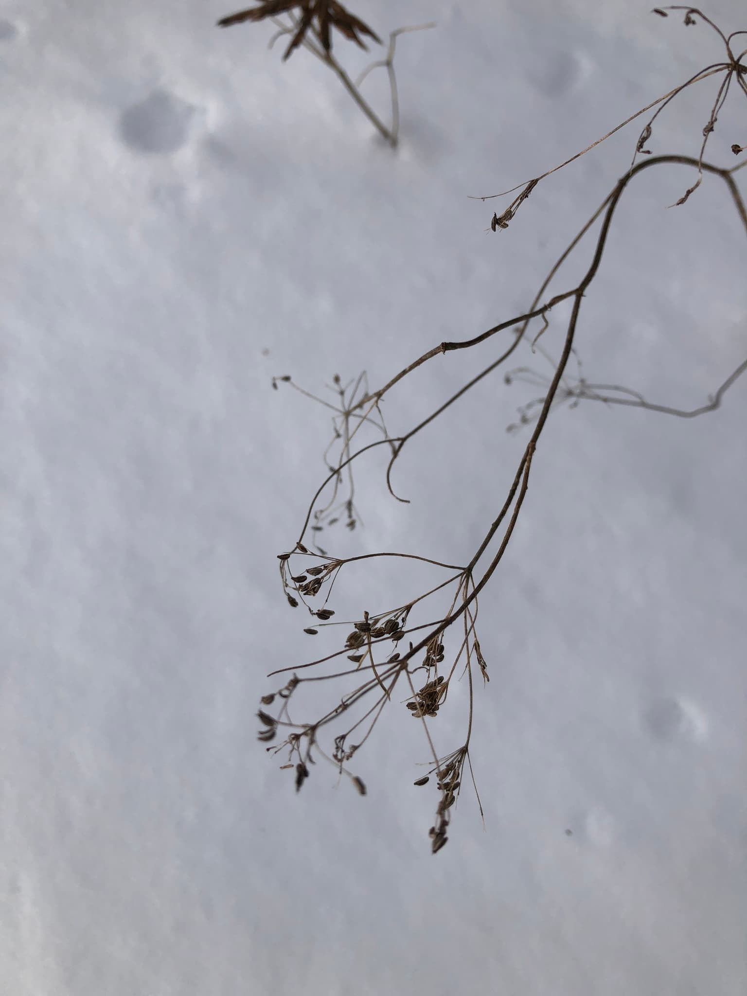 Caraway