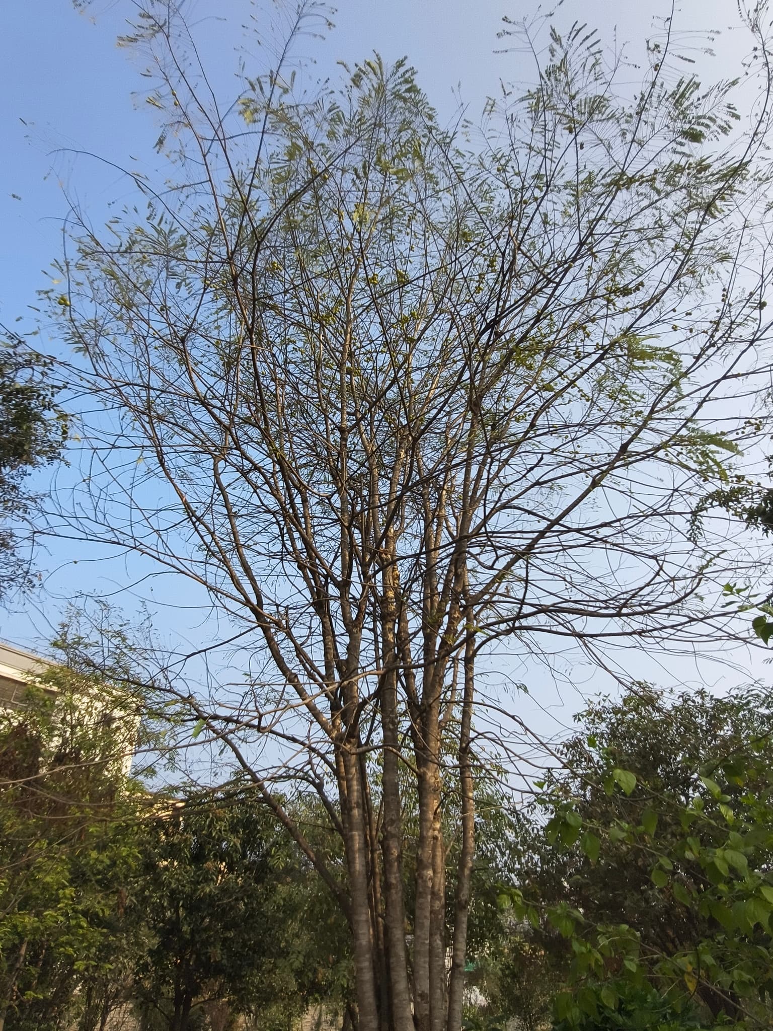 Amalaki (Amla)