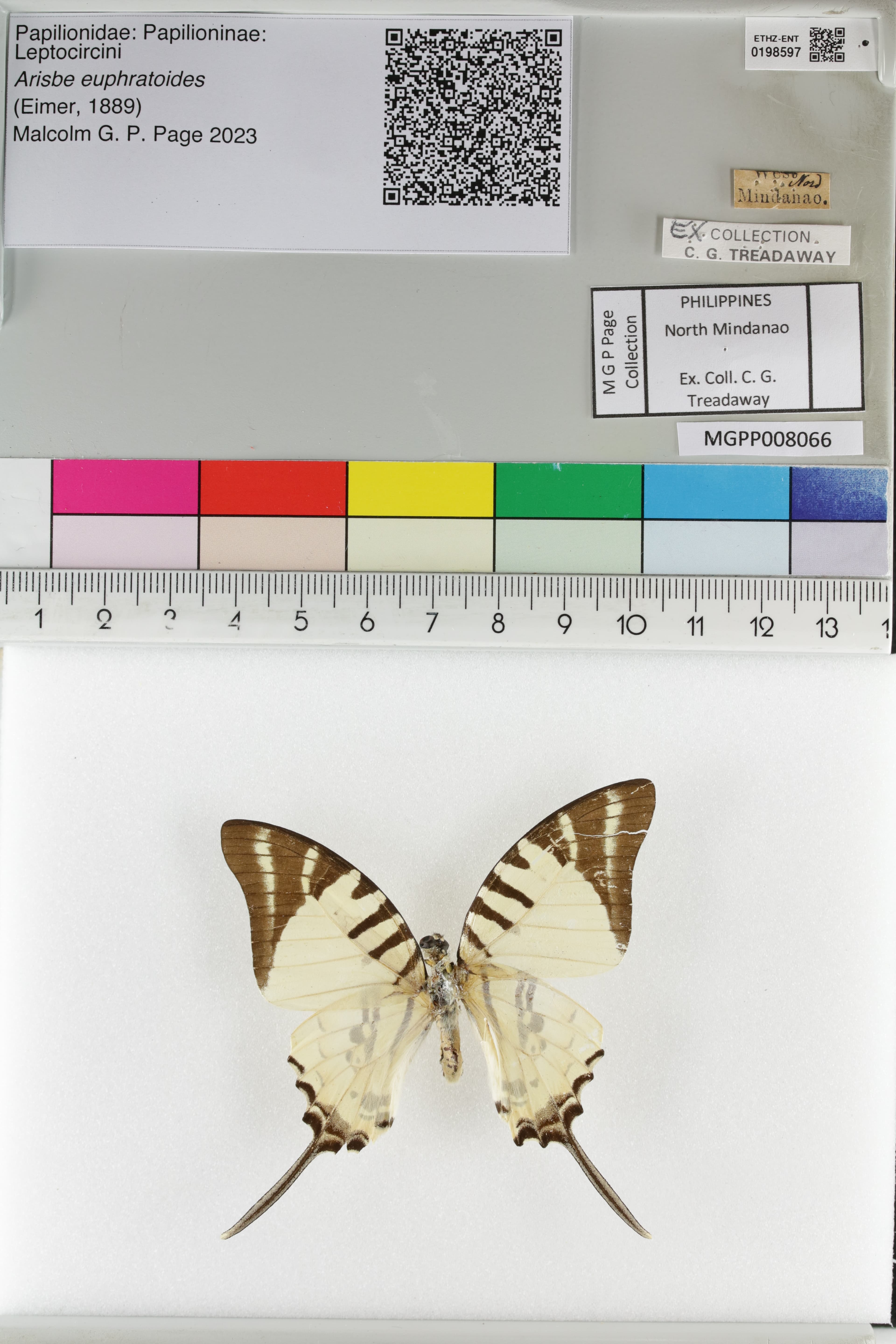 Graphium euphratoides