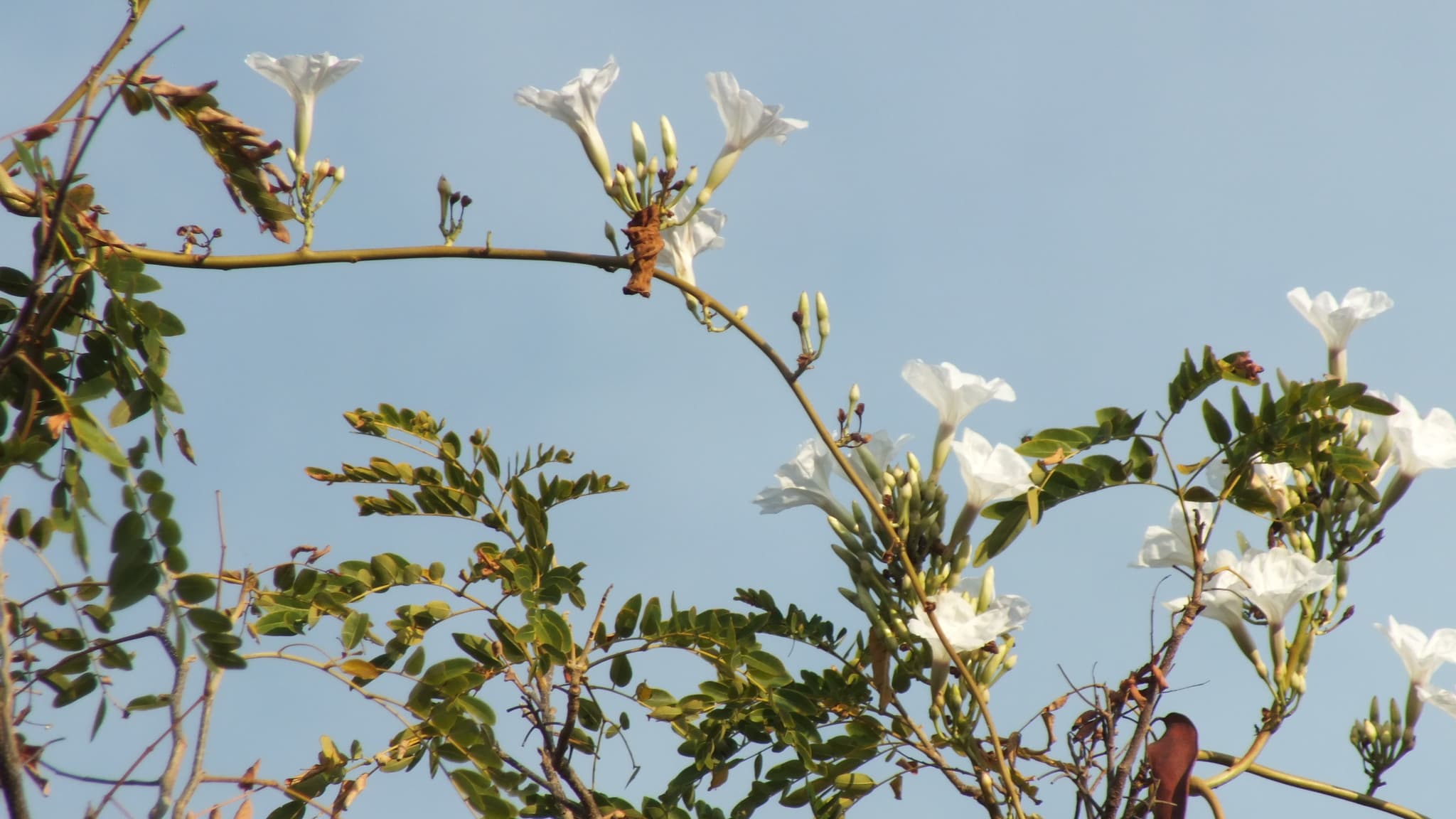 Convolvulus scindicus