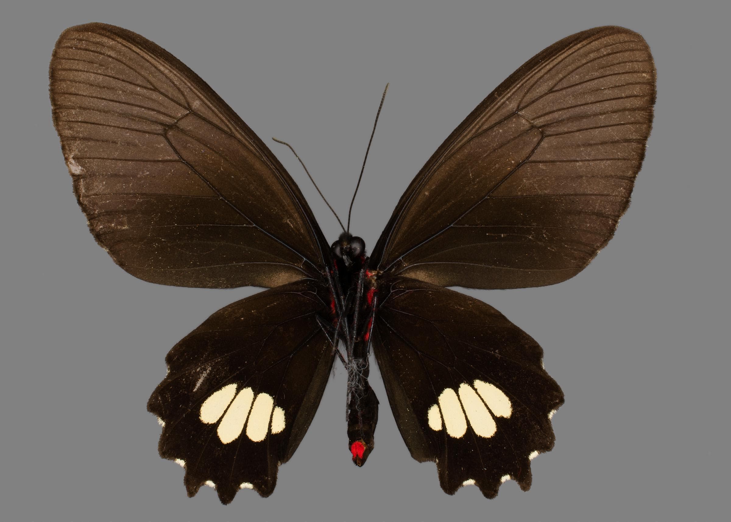 Parides Pizarro