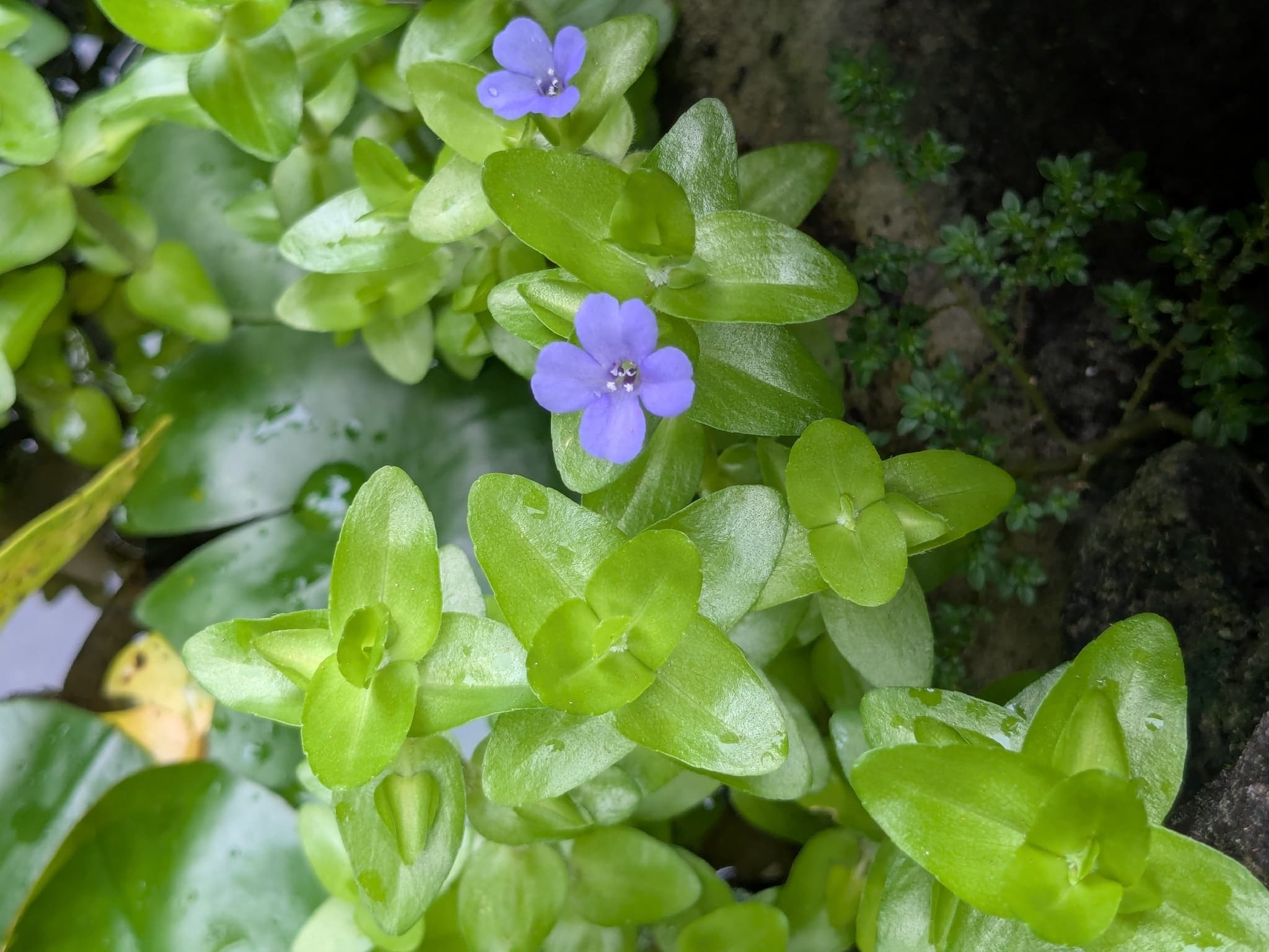 Bacopa