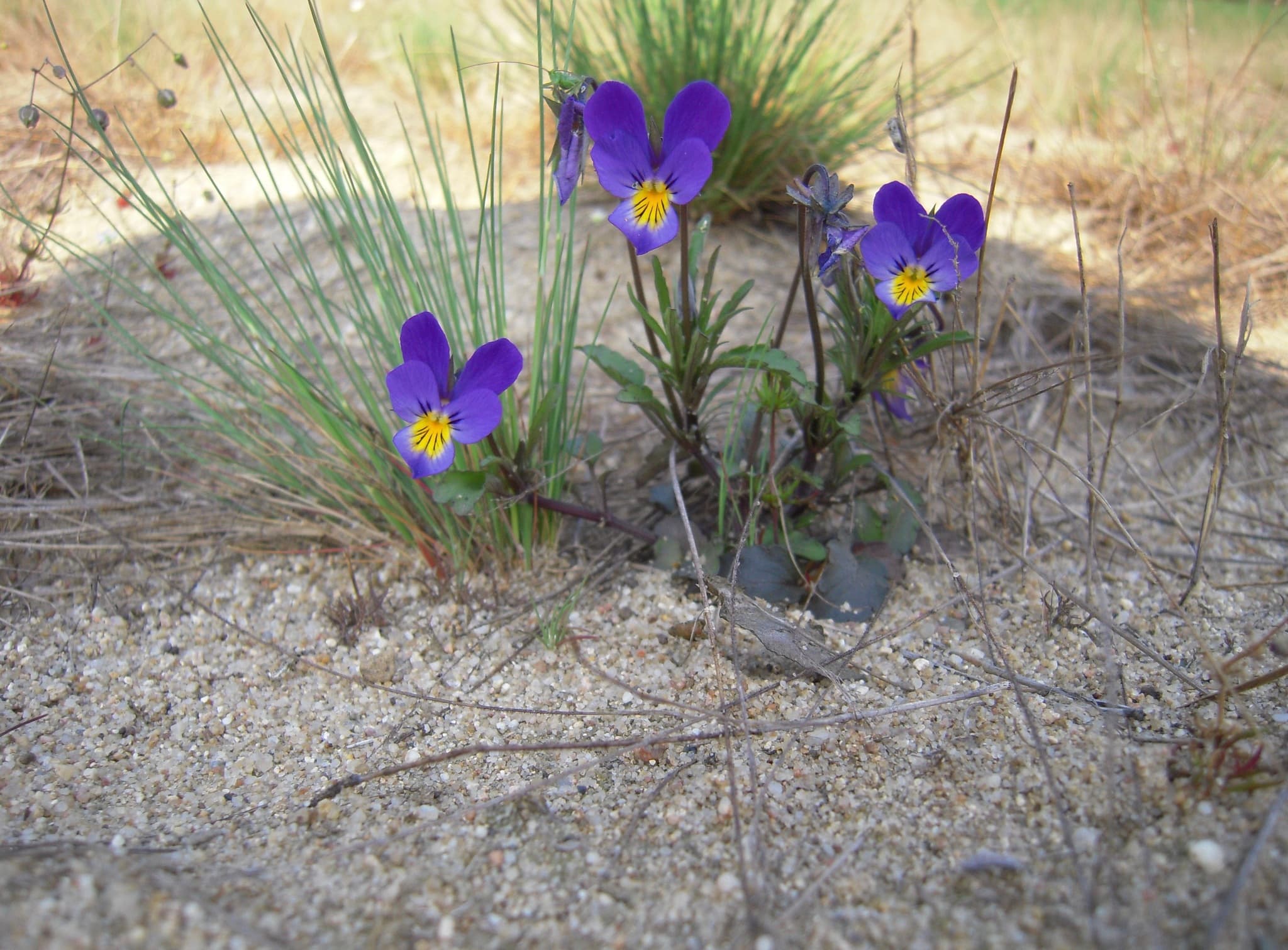Heartsease