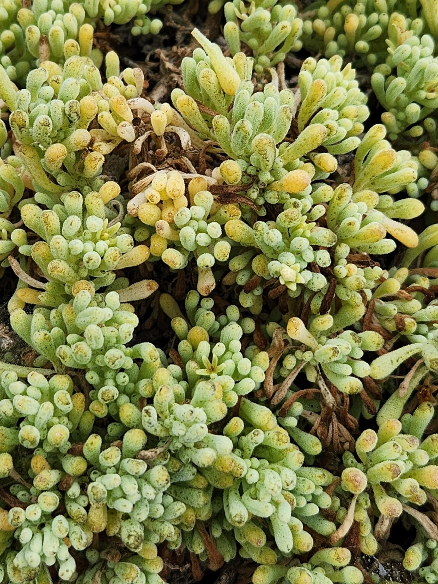 Nolana samaensis