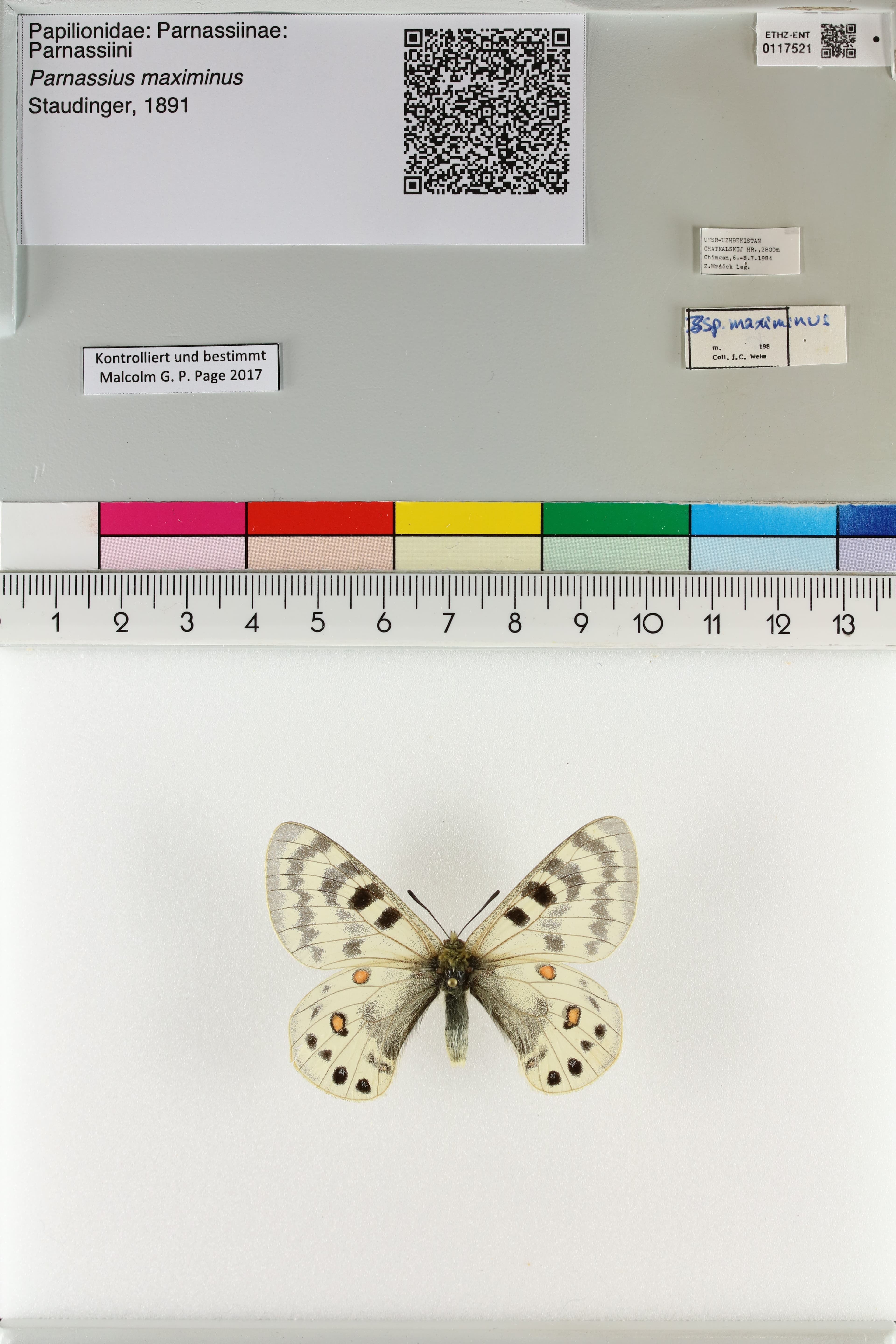 Parnassius maximinus