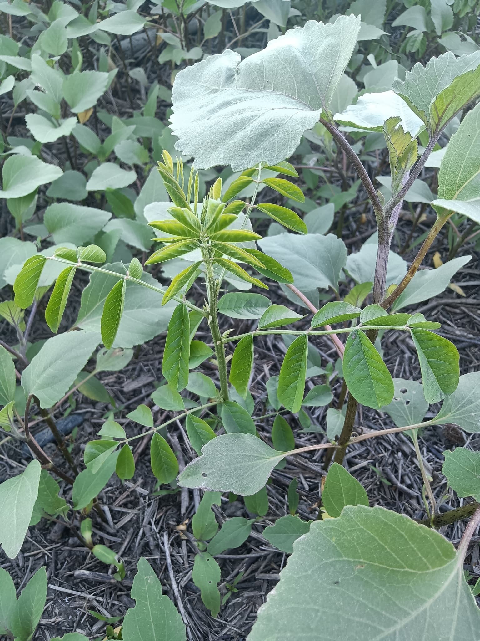 Licorice Root