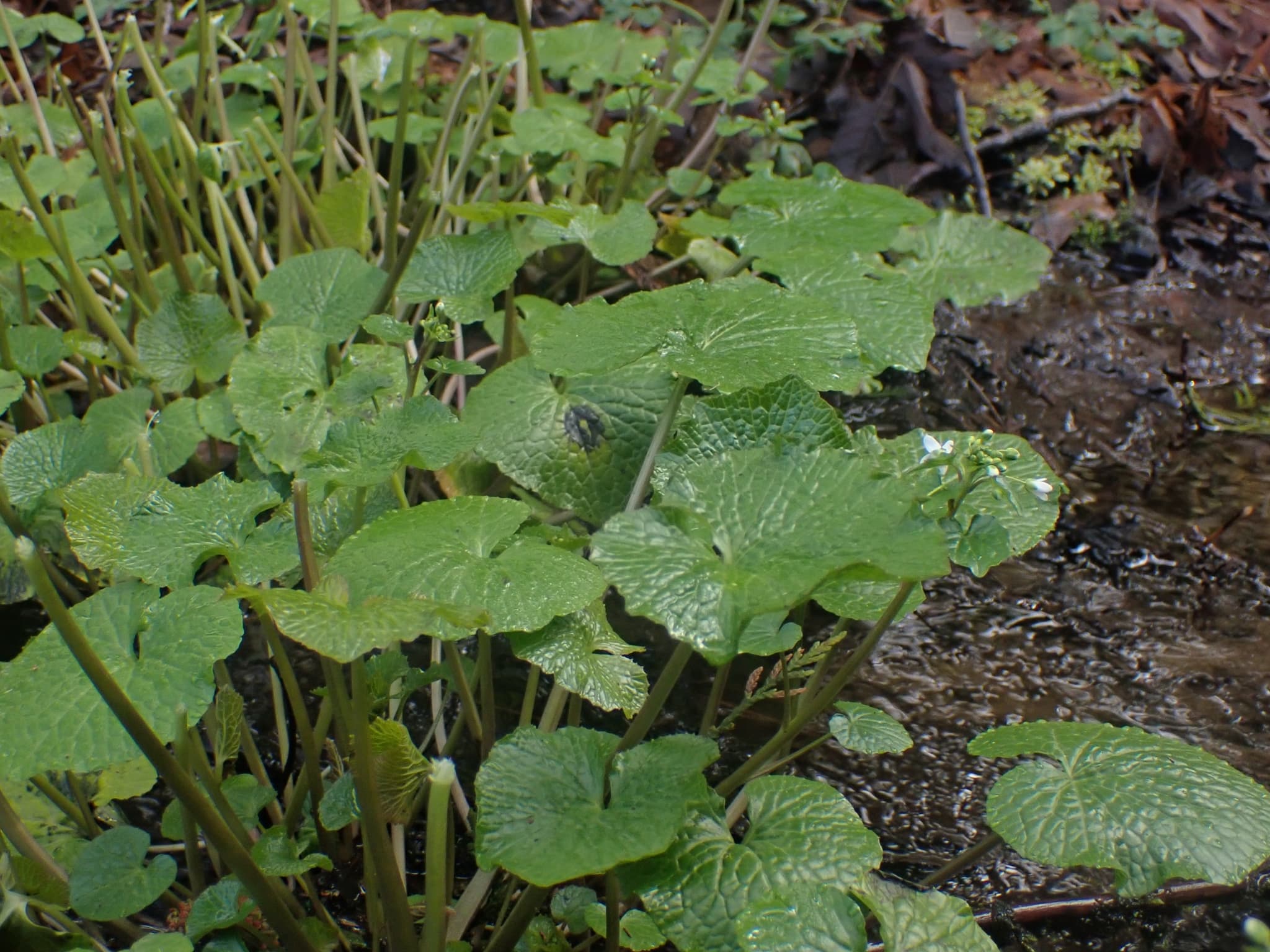 Wasabi