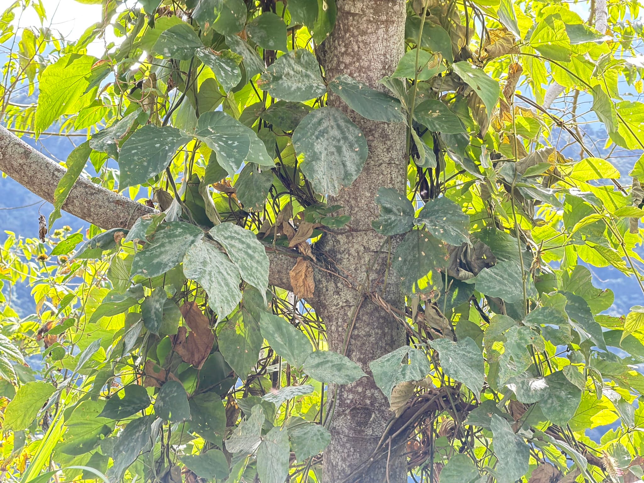 Kudzu