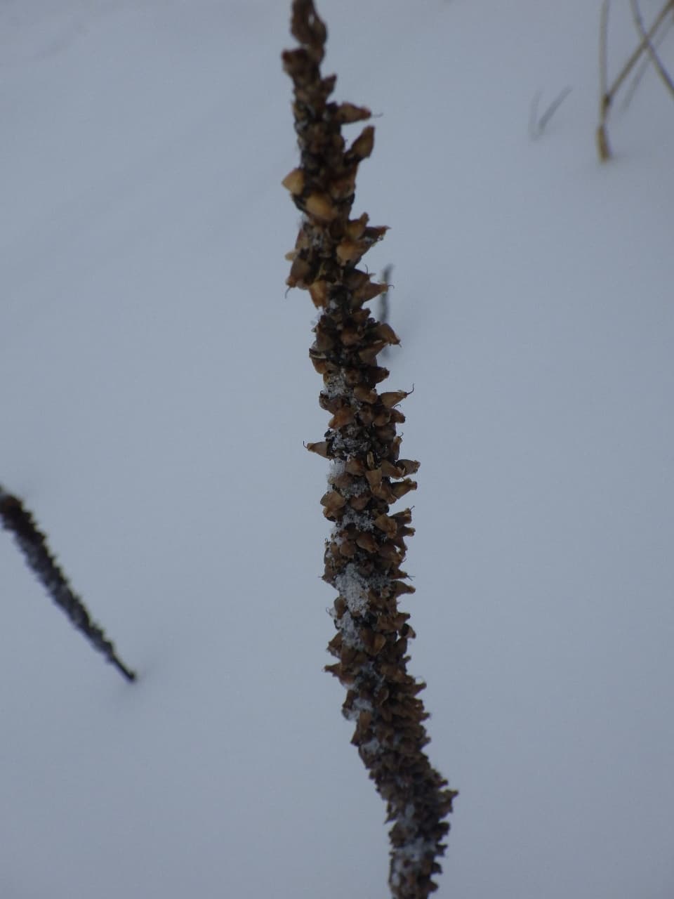 Plantain (Broadleaf)